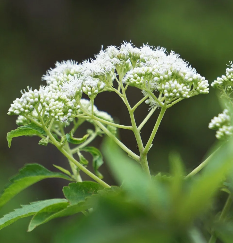 Boneset_Fresh__19124.jpg