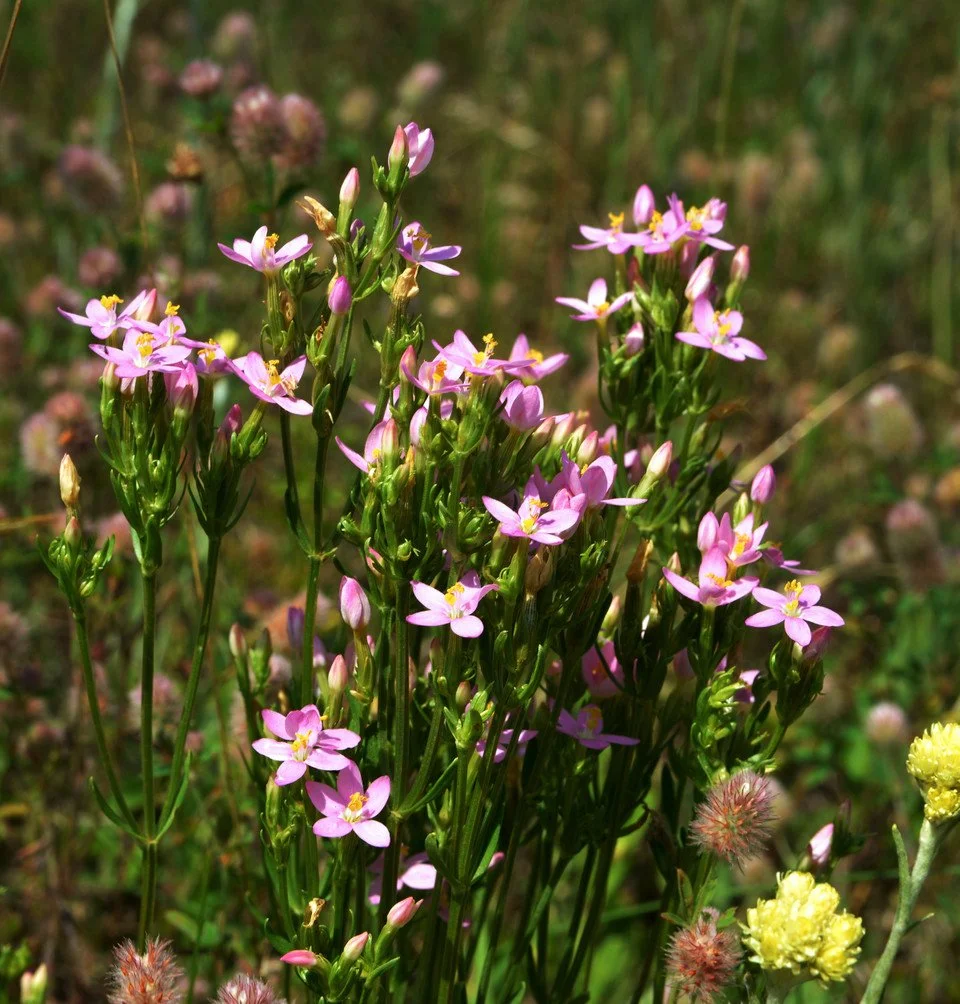 Centaury_Plant_AdobeStock_895524997__78965 (1).jpg