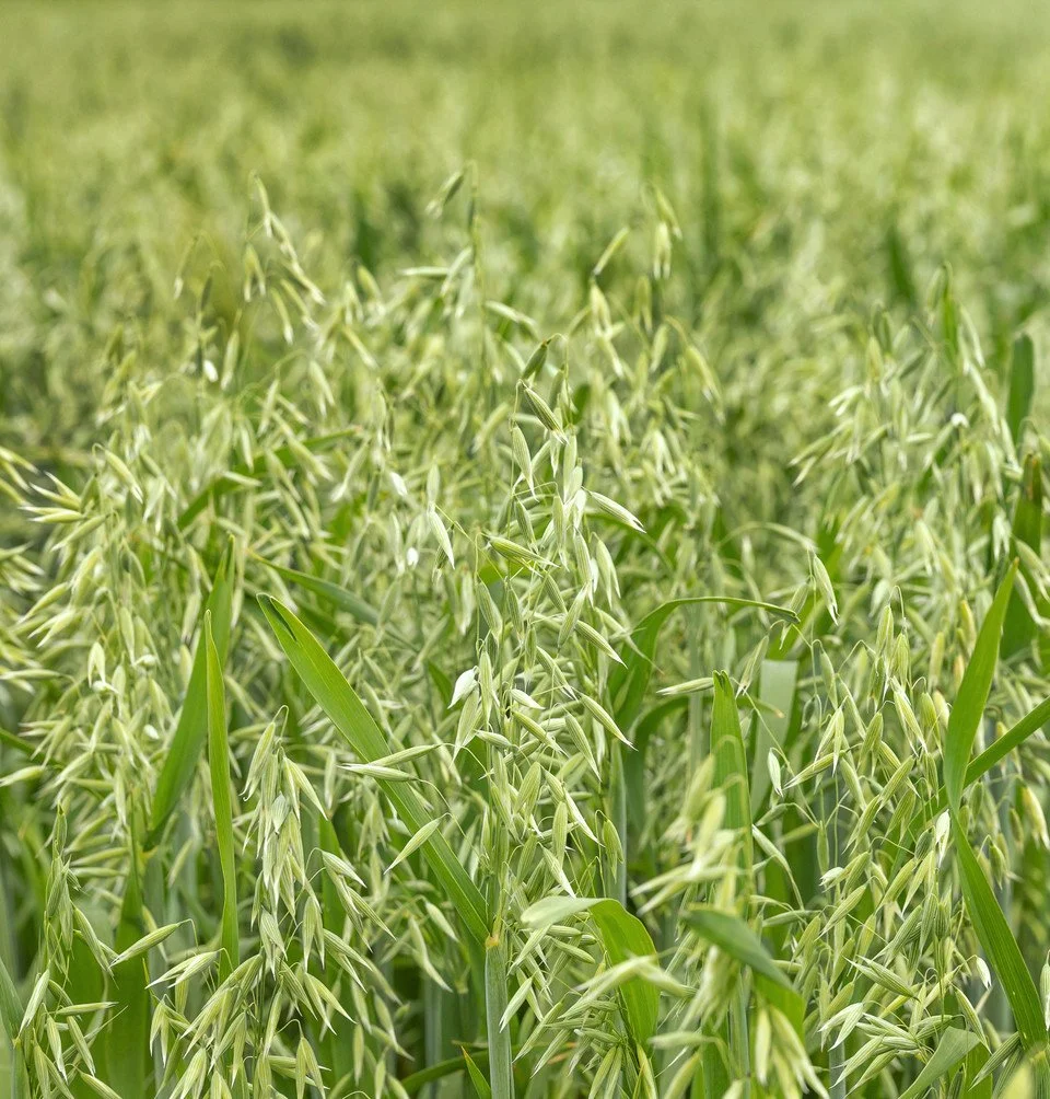 Oatstraw_-_Fresh__53253.jpg