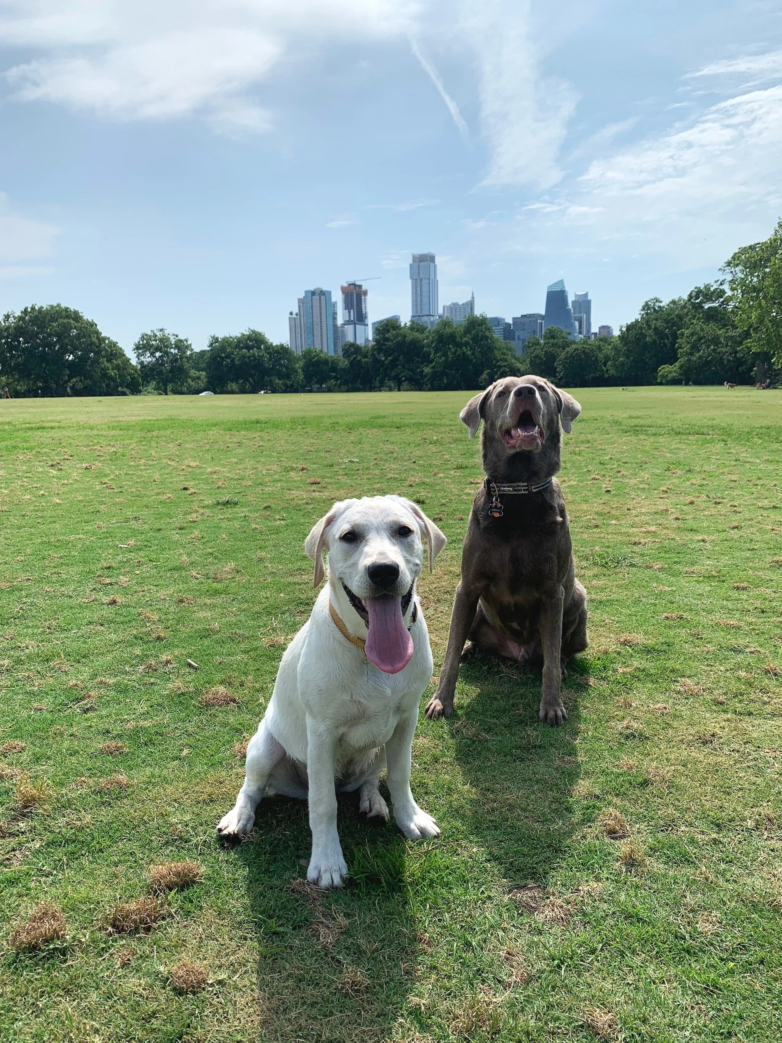 Dogs playing outside with Jackie Beeding speech therapist in Cedar Park who owns New Leaf Speech Services in Cedar Park TX