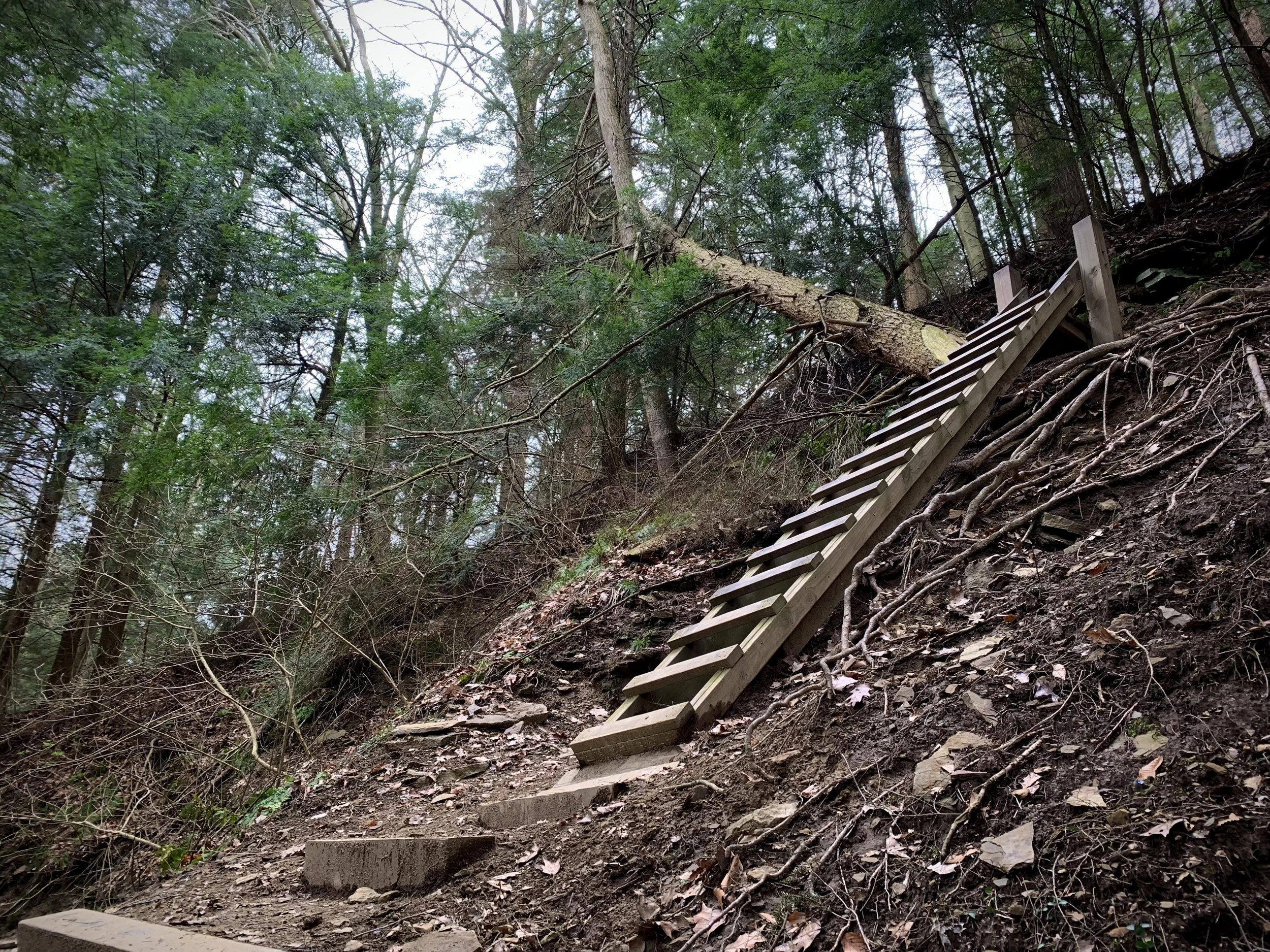 a wooden ladder continues a hiking trail.