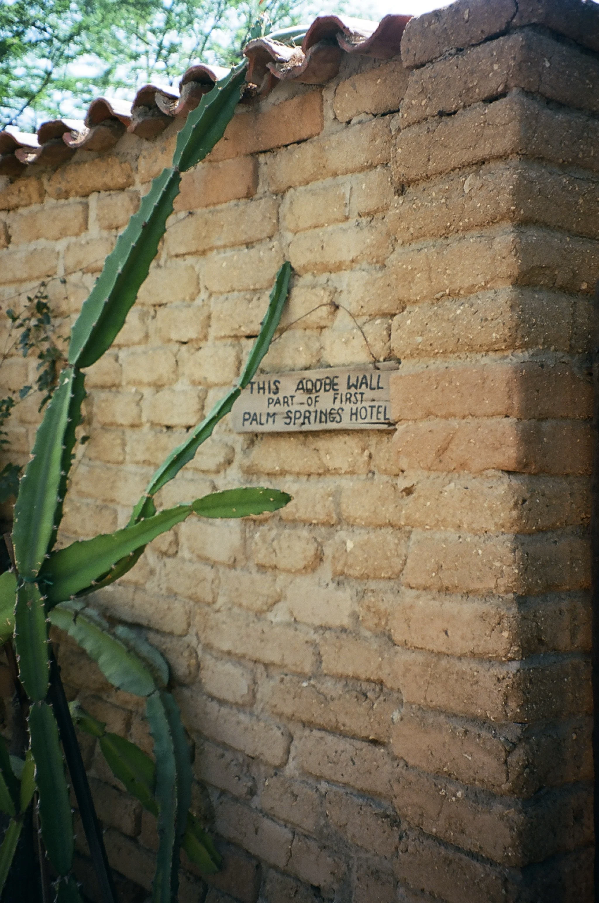 Palm Springs, shot on film