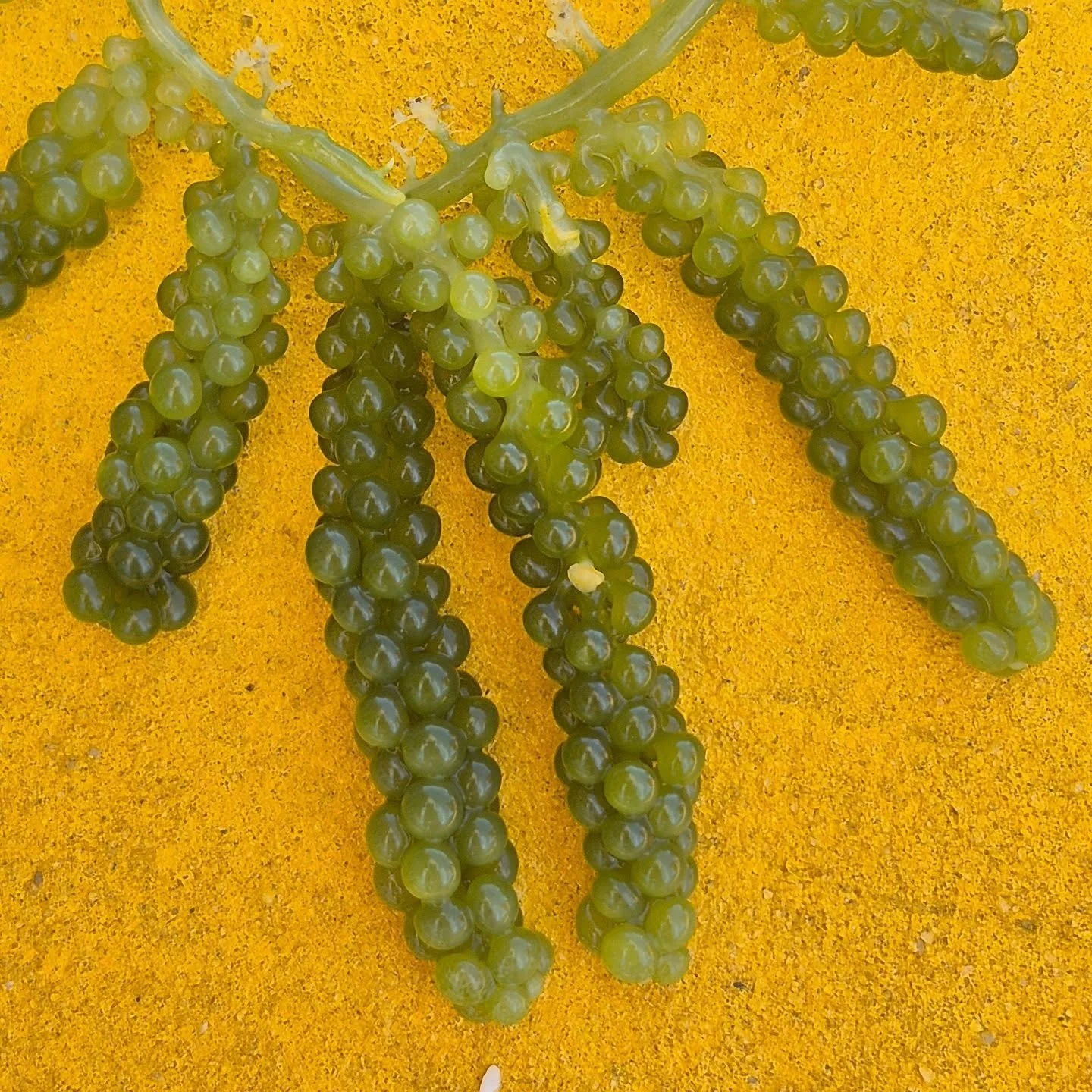 No Pontal de Maracaipe conhecemos a uvinha do mar, comida preferida pelas tartarugas.
#maracaipe