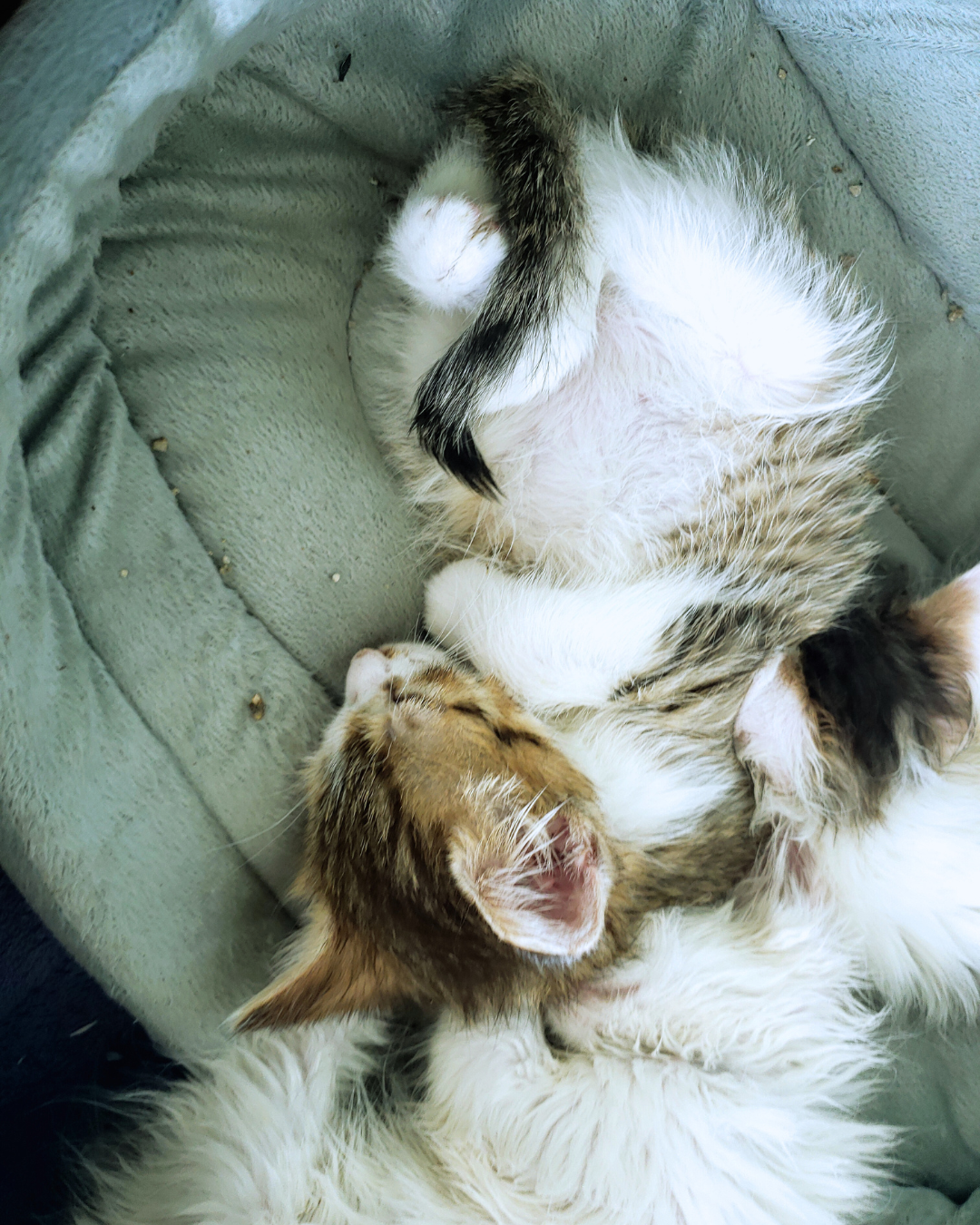 chatons collés et endormis