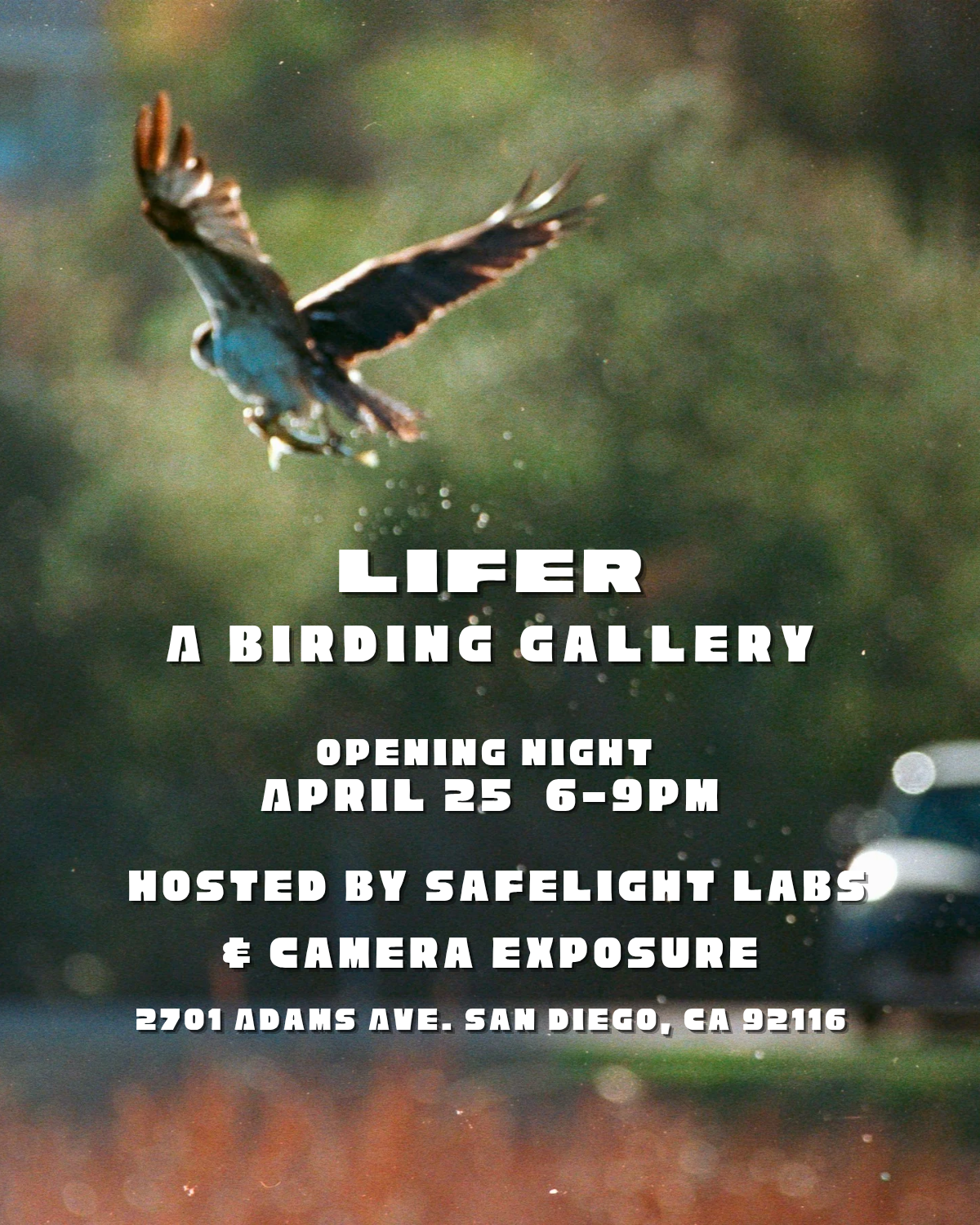 Lifer: A Birding Gallery and "Plot" Zine Release