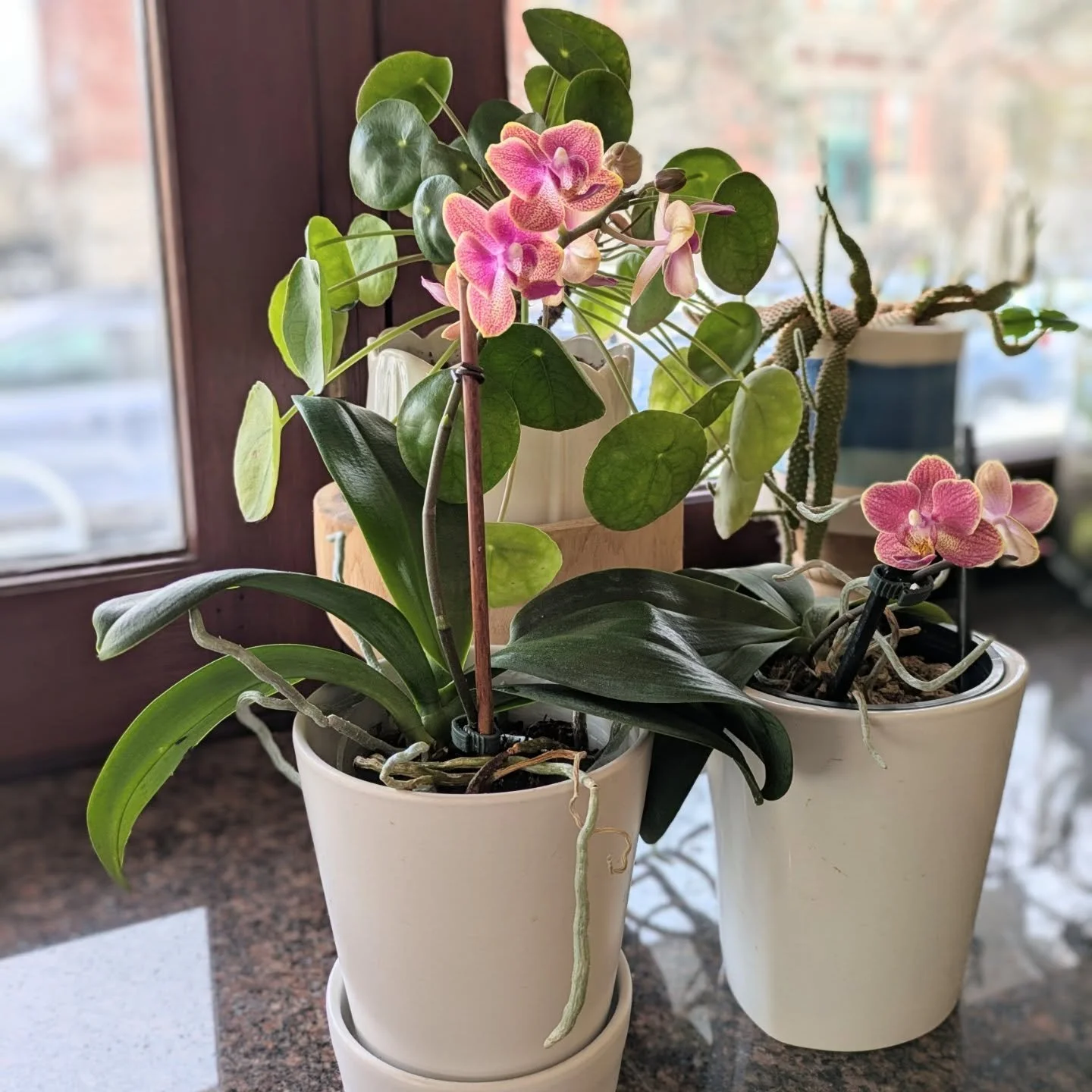 The orchids at our Windsor Terrace studio are blooming. They're a gentle reminder that spring will arrive, even when the outside world is frozen.