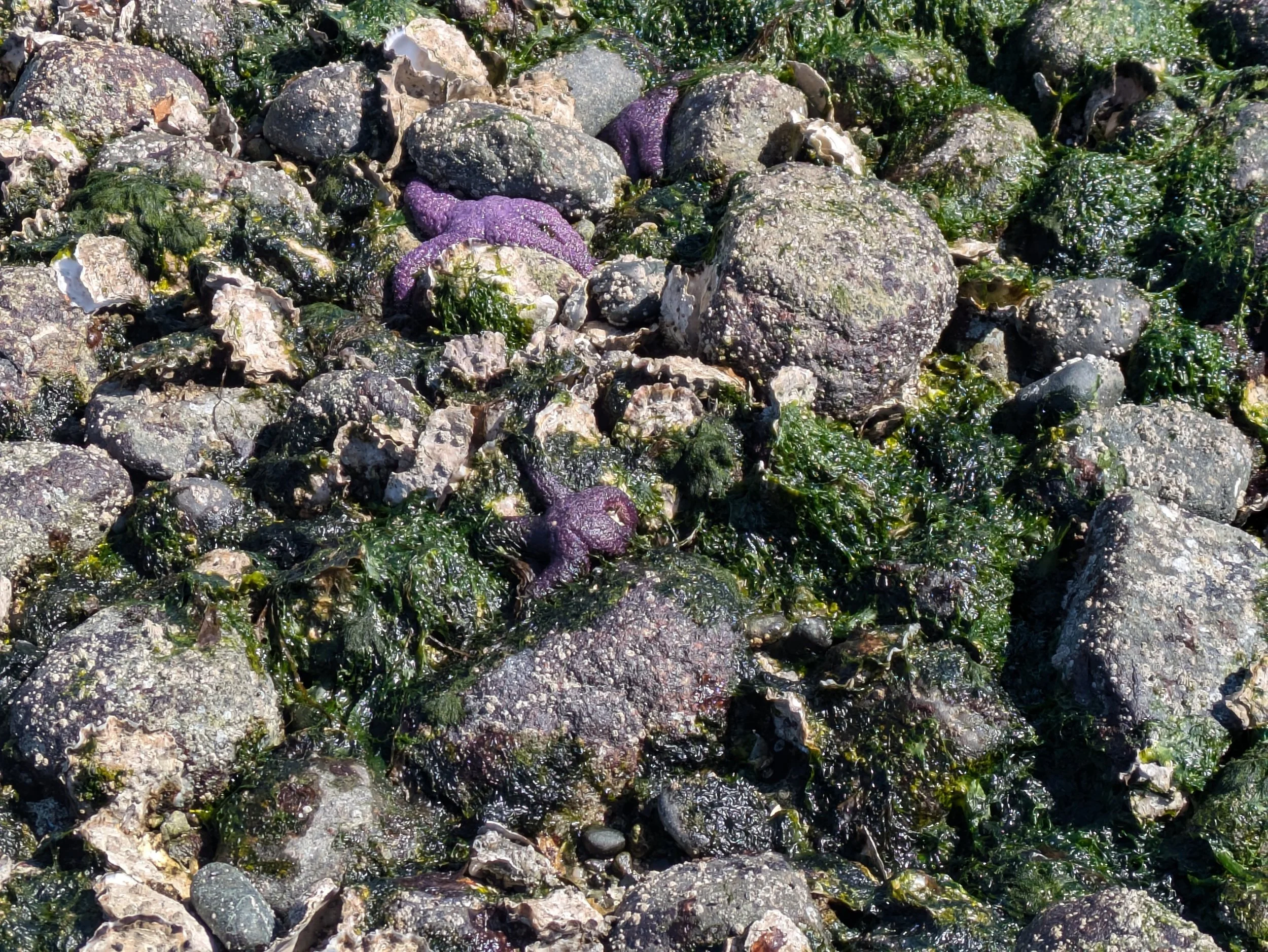 Seaweed and Starfish