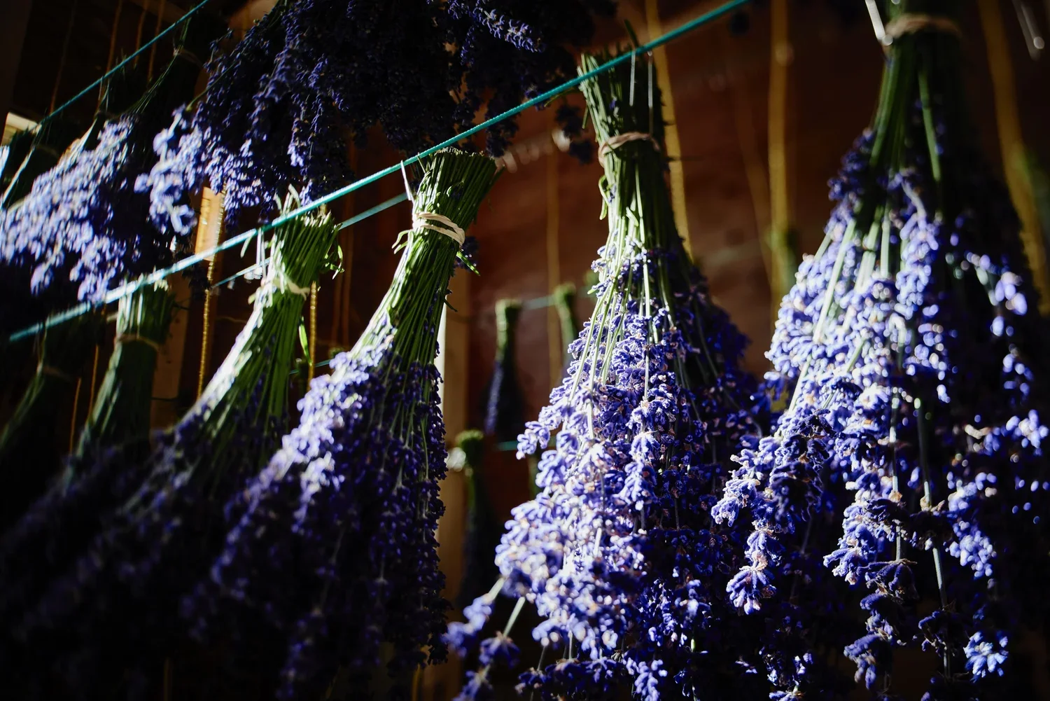 Drying Lavender