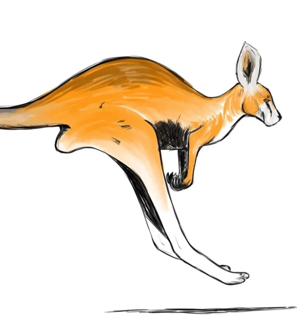 Hand-drawn illustration of a kangaroo in mid-hop, with orange and white fur and black markings.