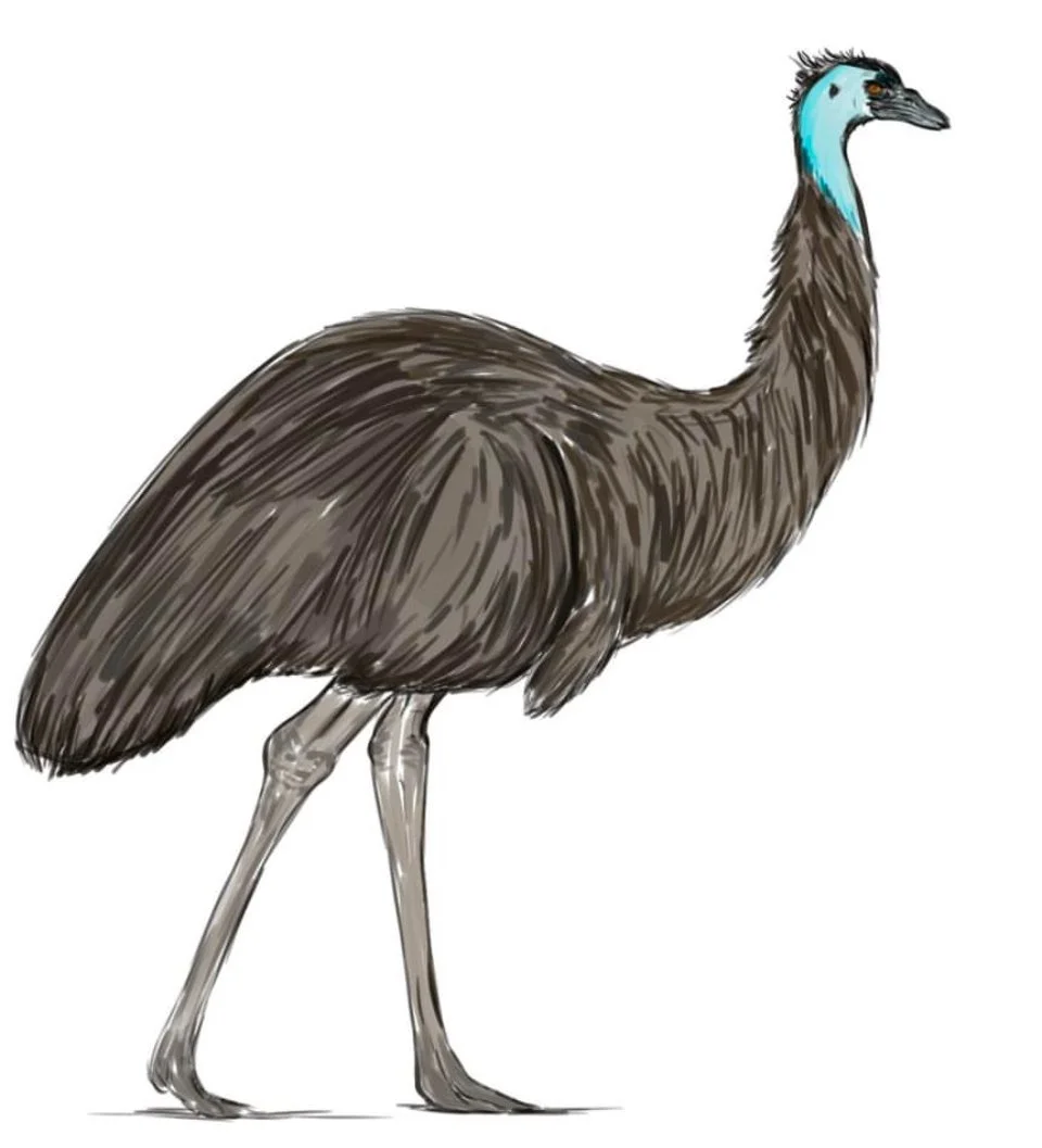 Illustration of a Dodo bird with a brown body, long legs, and a blue face and neck.