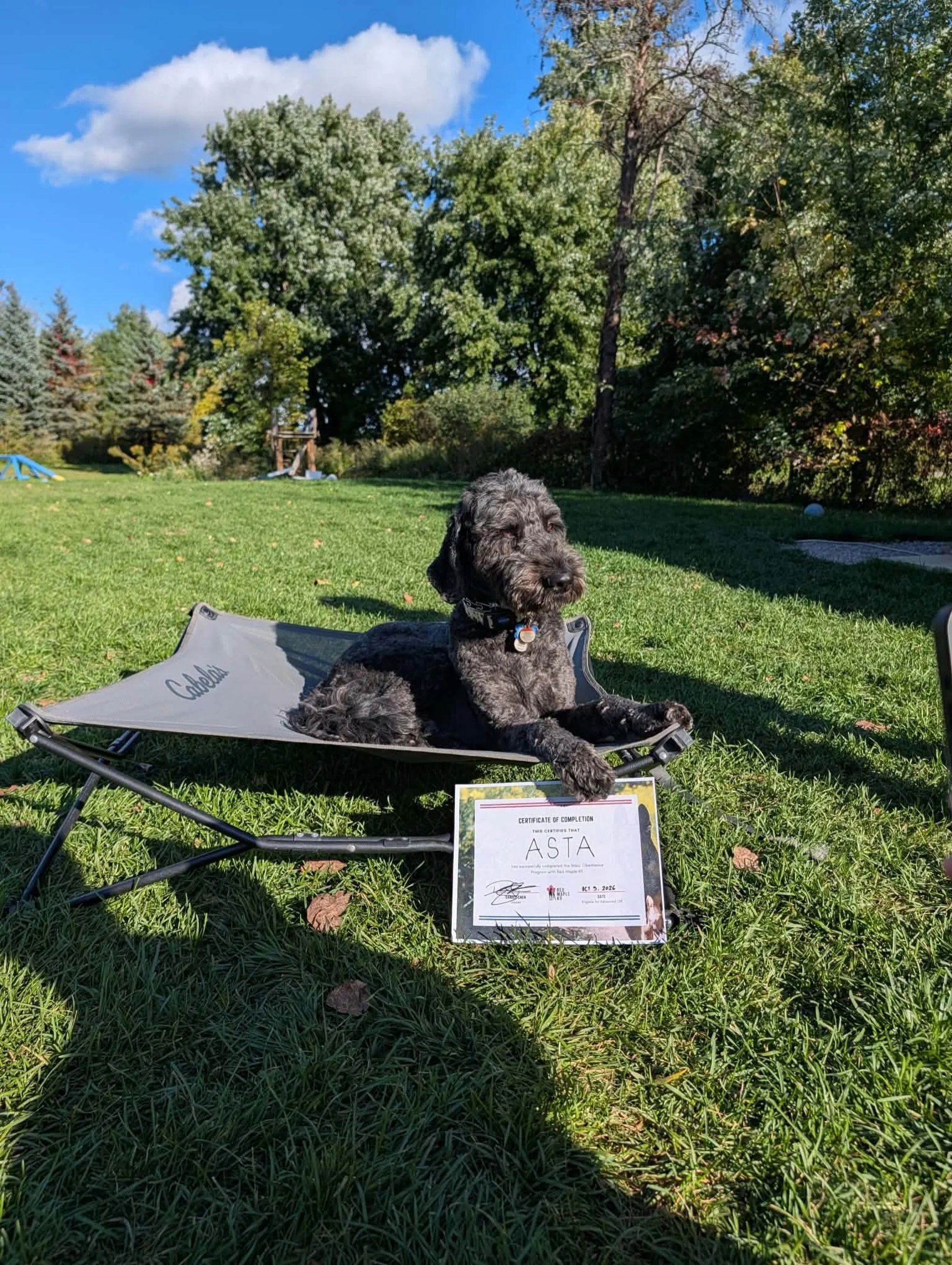 Next stop: therapy dog training 🌱

Meet Asta who graduated from Basic Obedience training with @redmaplek9 🐾 Thank you to Daniel and his team for helping get Asta to this stage!!