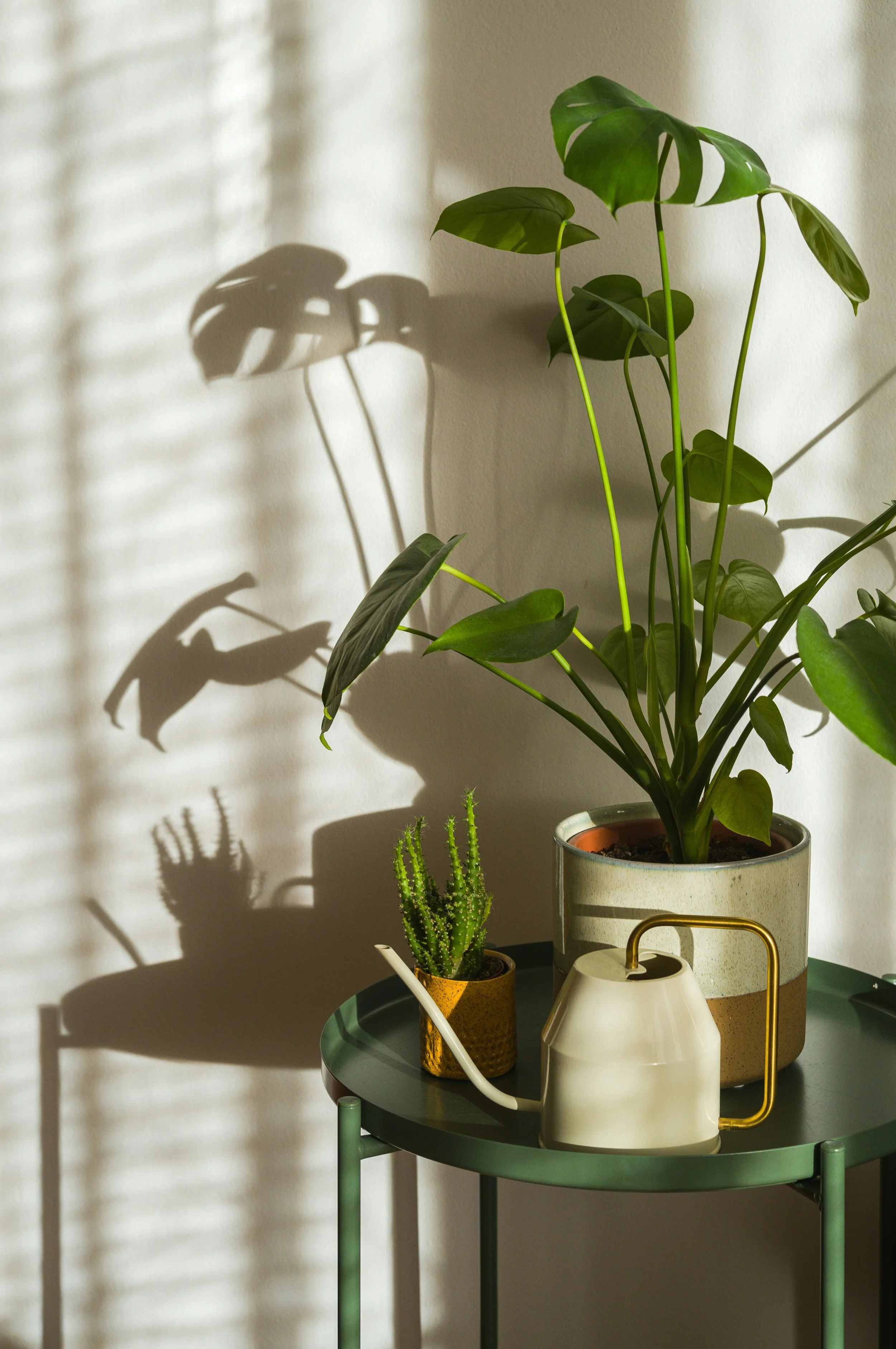 Sunlit indoor plant display with a large monstera, small cactus, ceramic pots, and white watering can on a green plant stand.