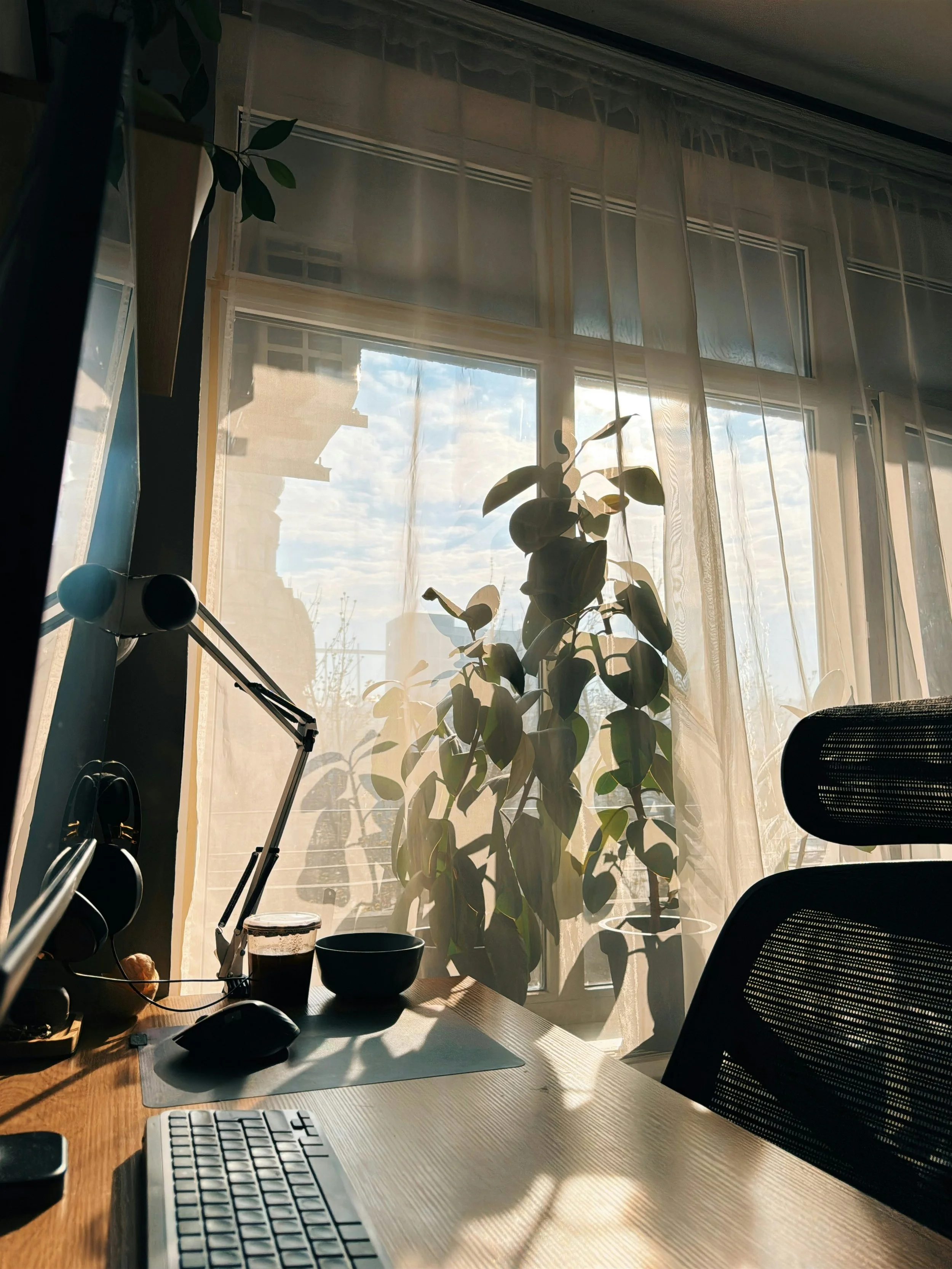 Sunlit home office with a large leafy houseplant, sheer curtains, desk, coffee cup, computer keyboard, and ergonomic chair by a window.