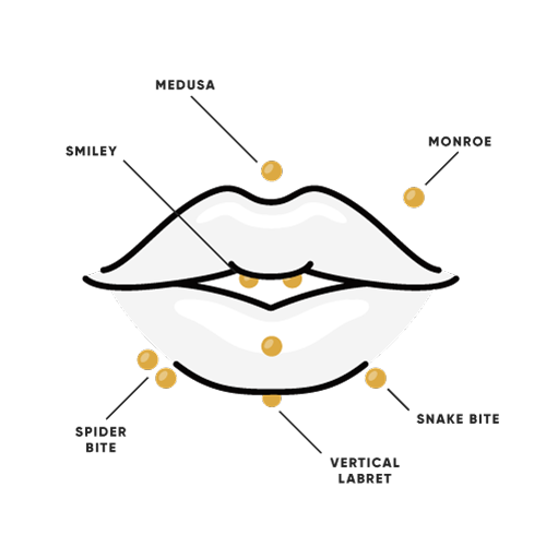 lip_diagram_web_500x500px.png