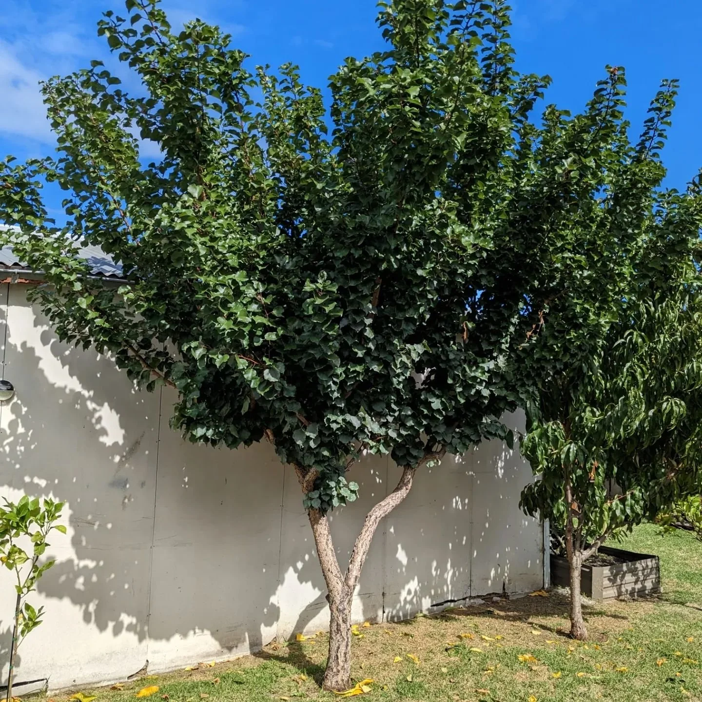 Great fruit tree shaping ready for next season! #fruittrees #gardener #localhorticulture #pruning #prestonvic #kewvictoria