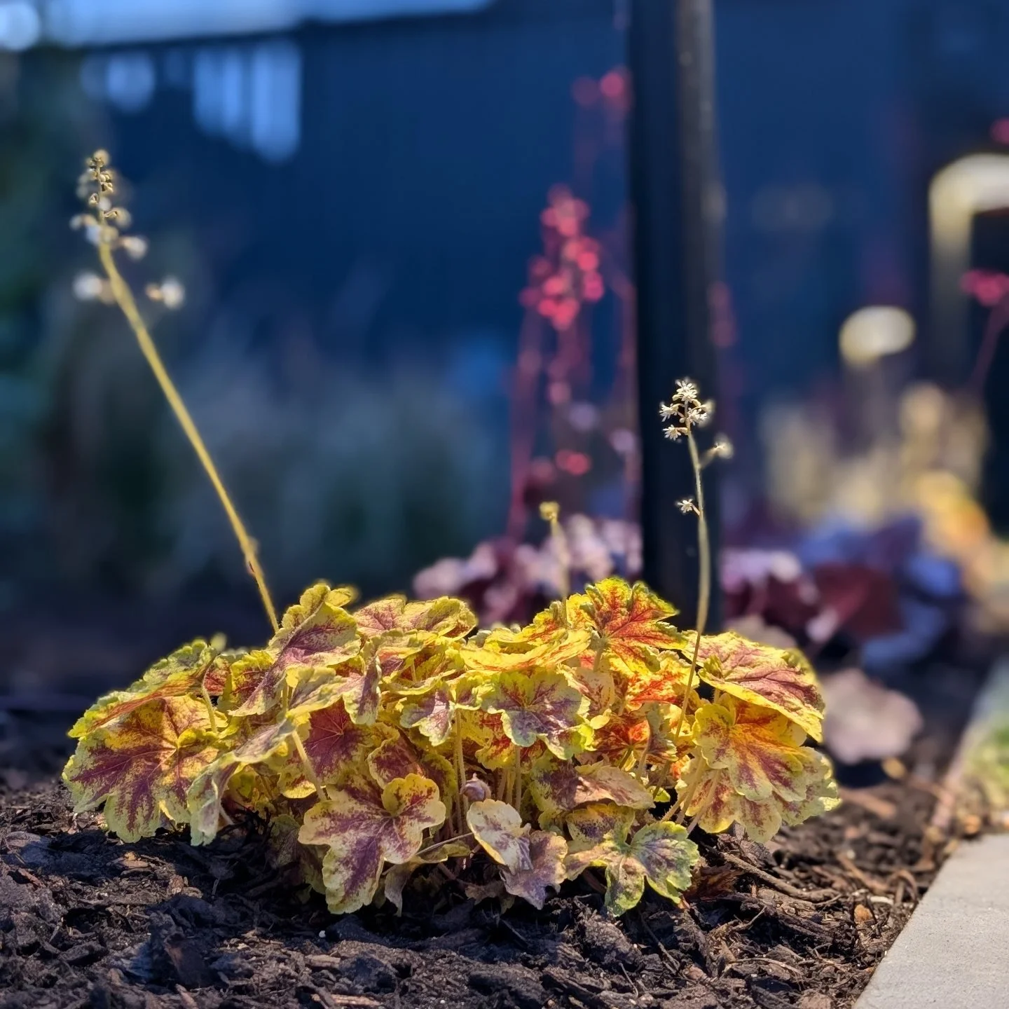 🌿 Calling All Garden Lovers in Naarm! 🌿

Are you ready to transform your outdoor space? We&rsquo;re excited to announce that we&rsquo;re taking on new clients for our garden maintenance services! Whether you need regular upkeep or a complete makeov