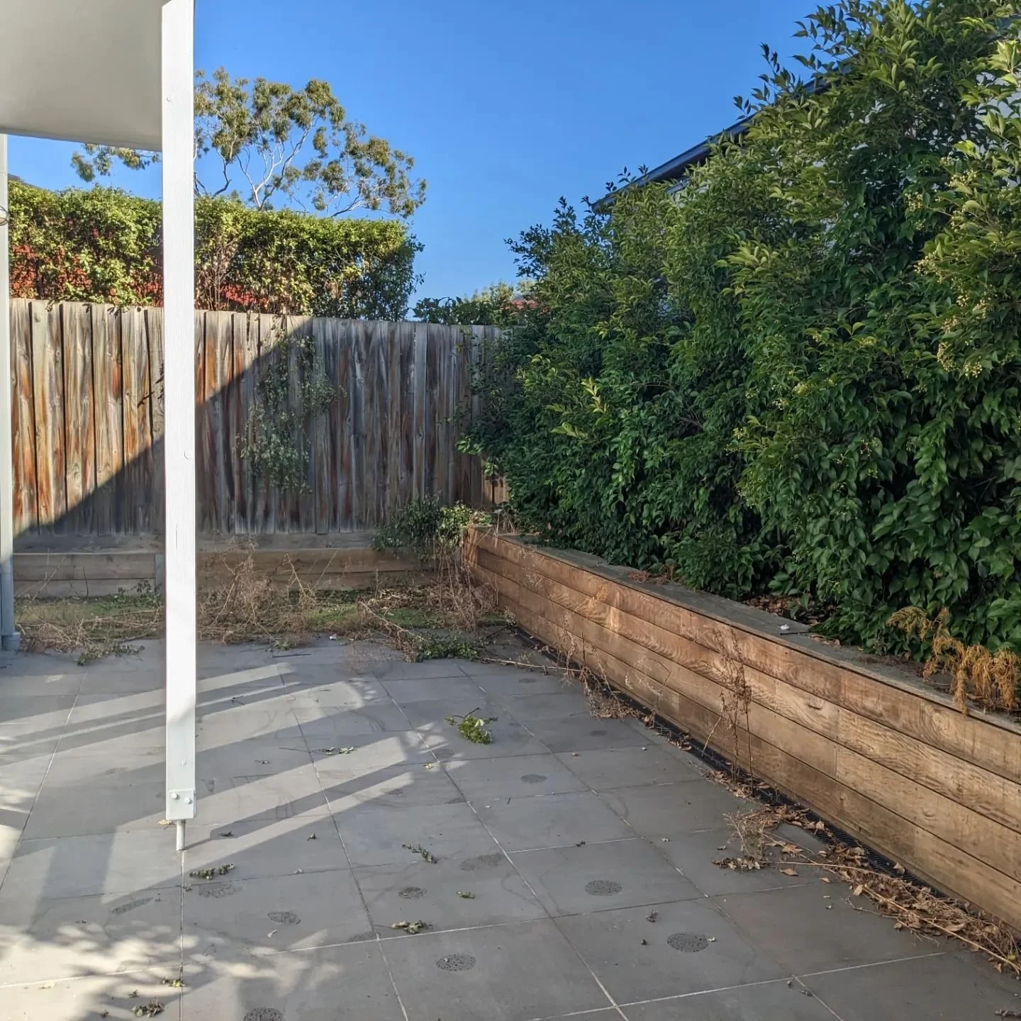 Nice courtyard clean up in the sun! #gardener #horticulture #horticulturist #hedge #hedging #ficushedge