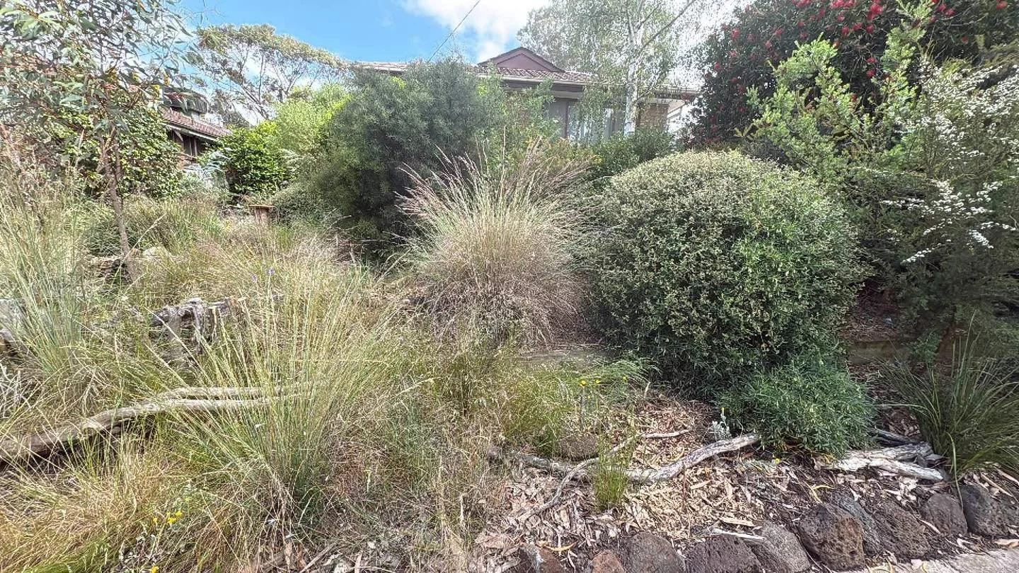 Hand weeding this magical native garden today!