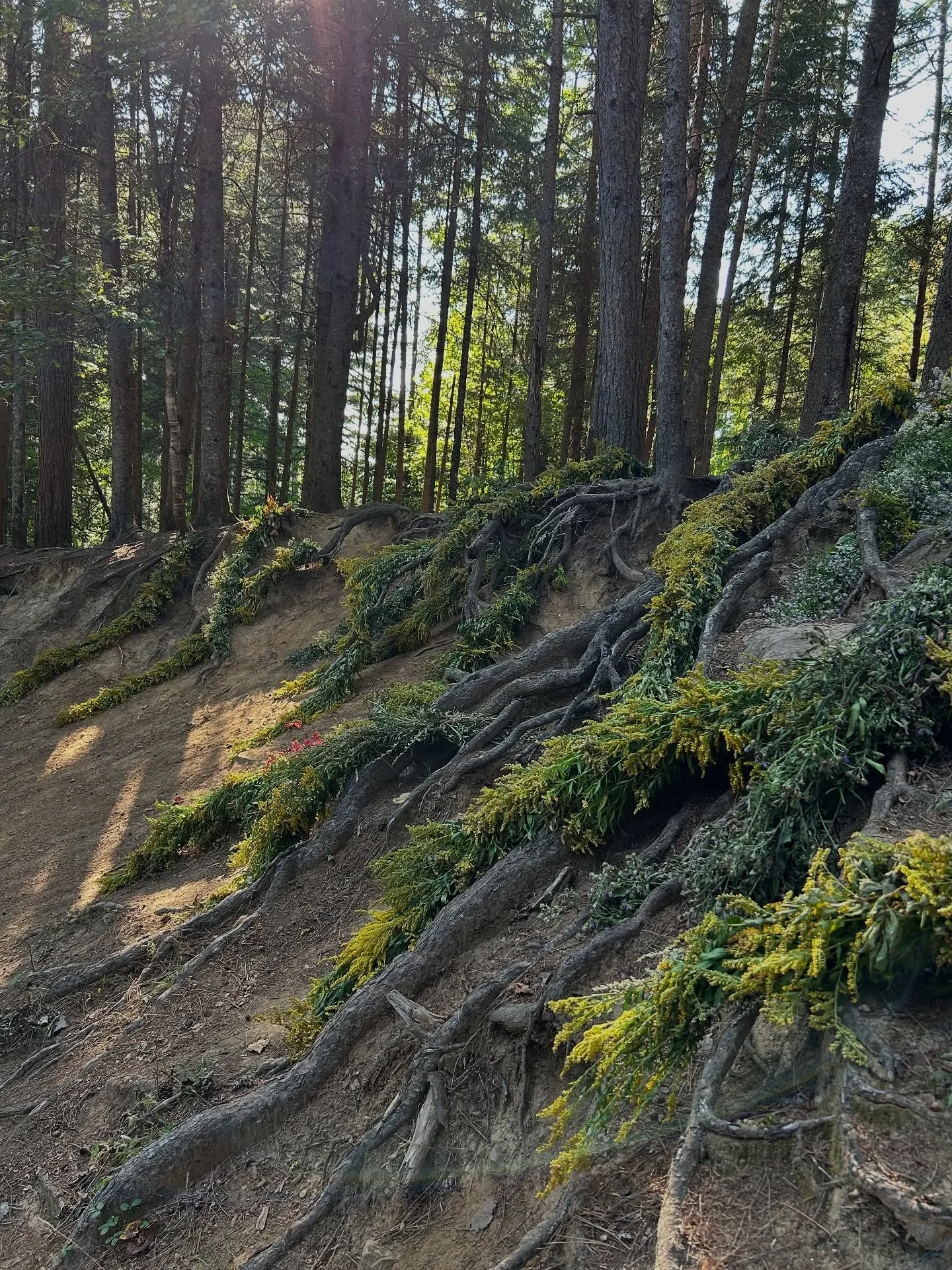 Les racines s'imposent, tout comme les fleurs que j'ai choisies. 

J'ai pris soin de cr&eacute;er avec les fleurs des alentours. 

Je veux impacter le moins possible et utiliser ce qui repoussera encore et encore. 

Les racines m'ont inspir&eacute;, 