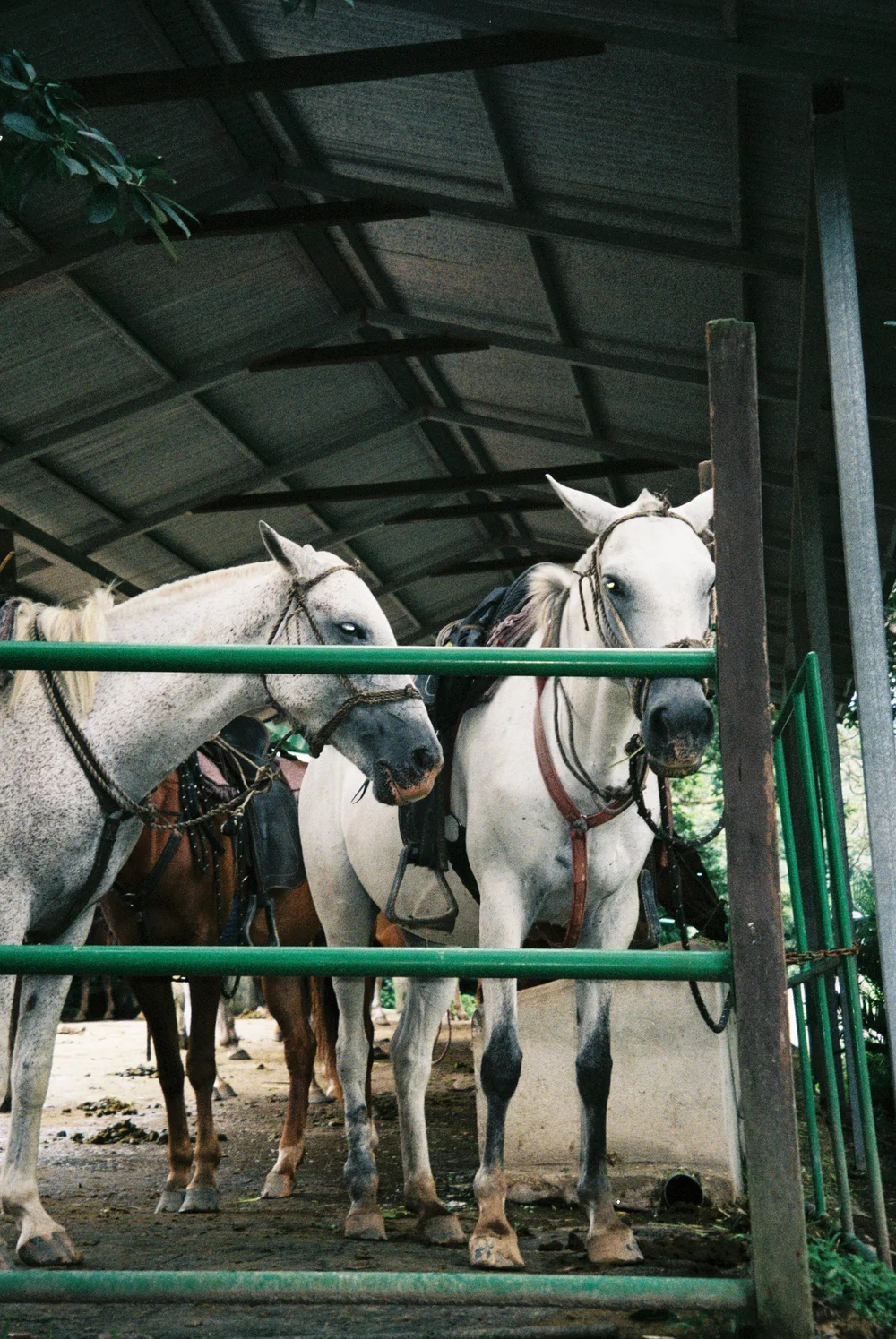 001831-R1-011-4.jpg
