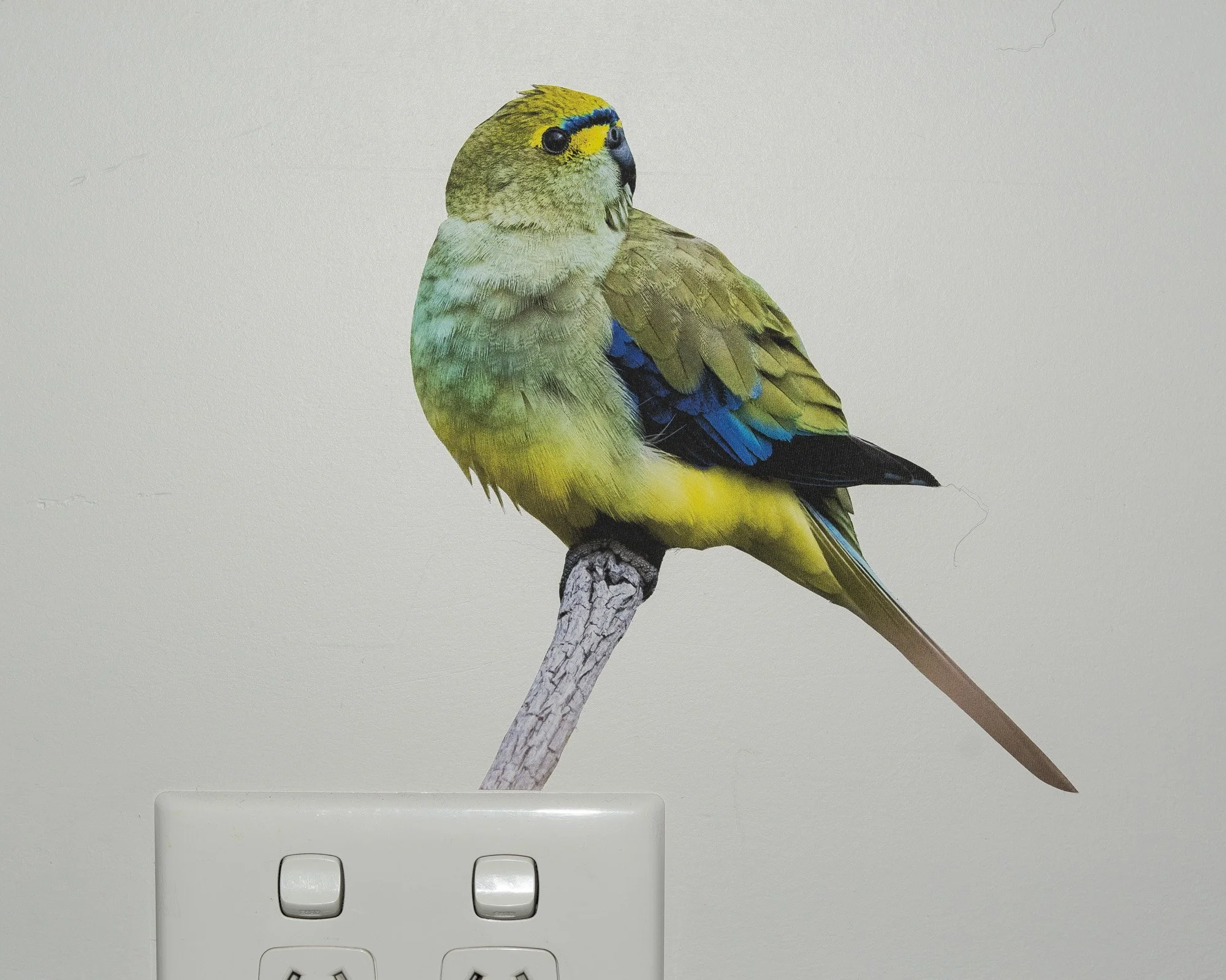 Blue-winged parrot-8188.jpg