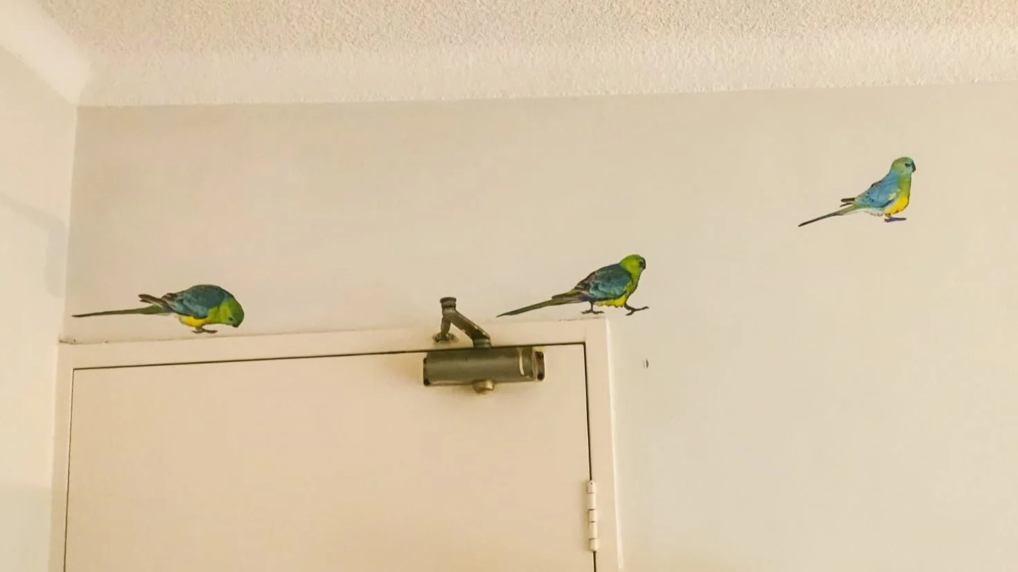 Red-rumped parrots-.jpg