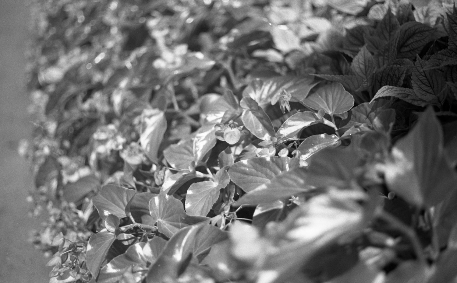 Edited B&W Scans-0032.jpg