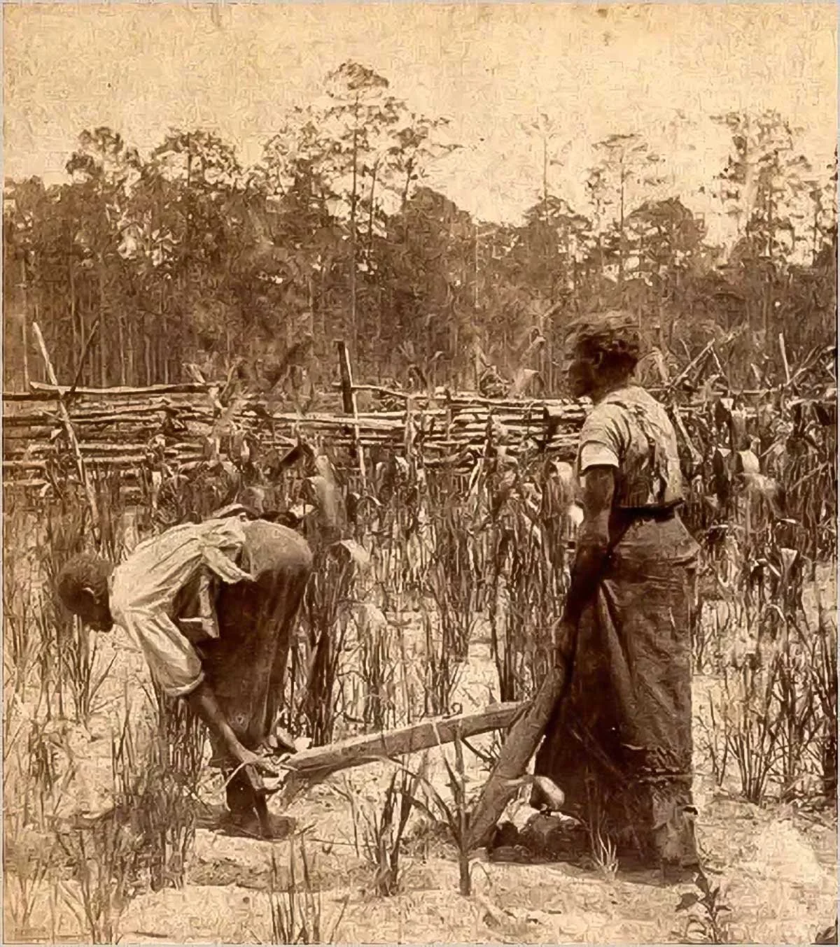 Two people working in a rice field near Savannah, Georgia, ca. 1855.  GHS 1361-SG, Georgia Historical Society stereograph collection, Courtesy of the Georgia Historical Society