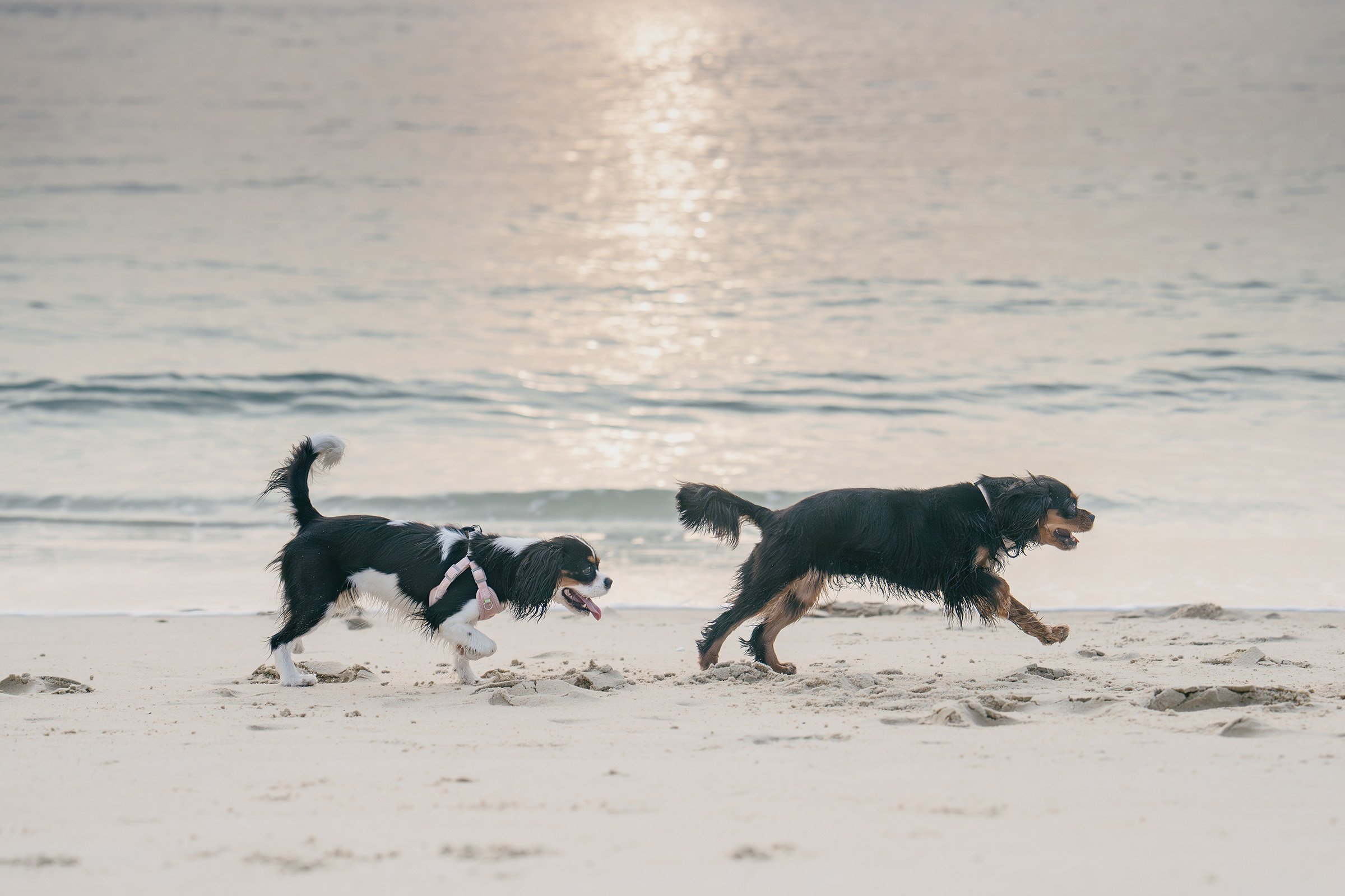Behind the Scenes: What Really Happens During a Dog Adventure Photoshoot