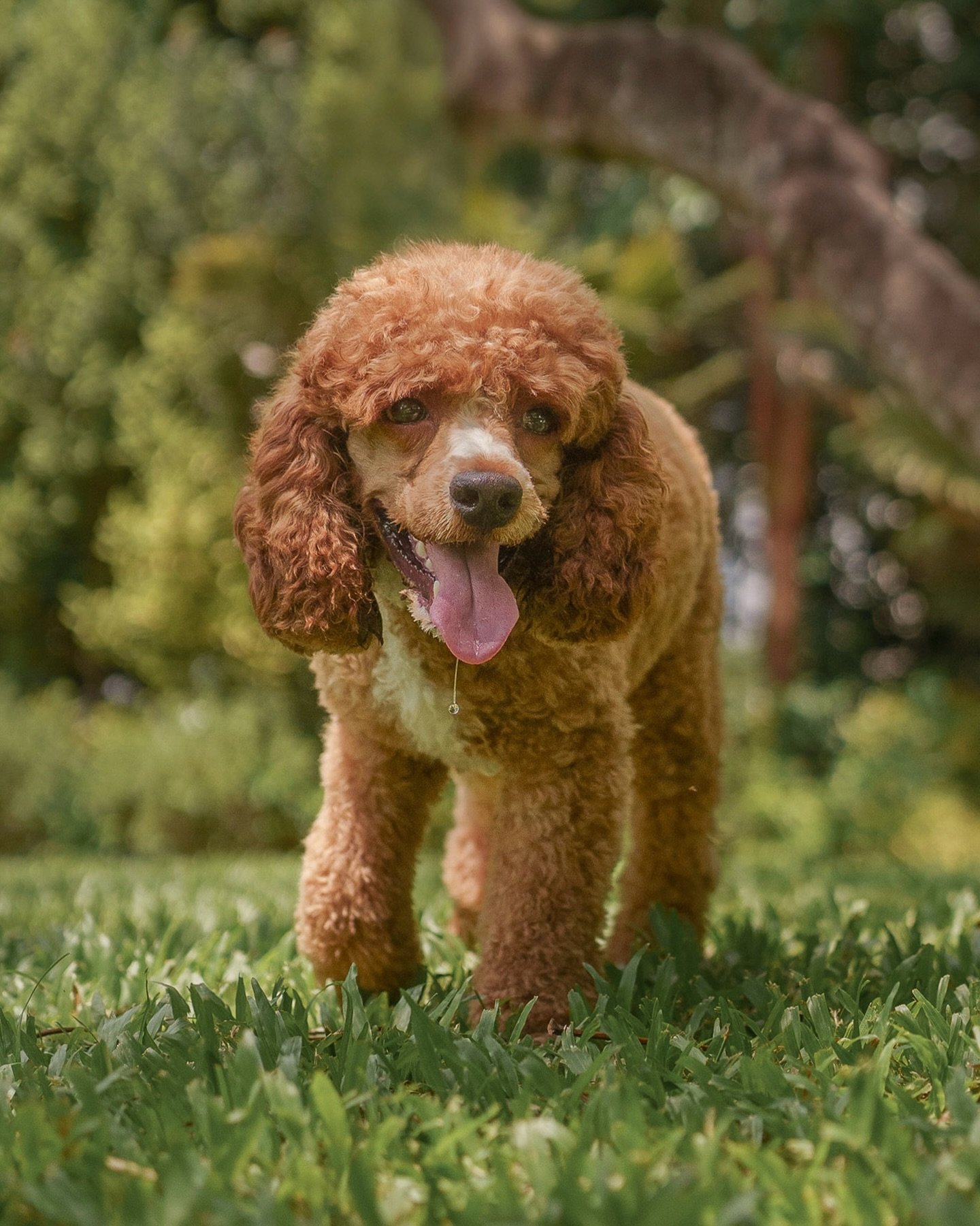 In a personalized private photoshoot, leashes and little things like tiny hairs will be painstakingly Photoshopped out. And most importantly - doggos&rsquo; eyes will be brighten, because eyes are truly the windows to their souls. 

Should I do more 