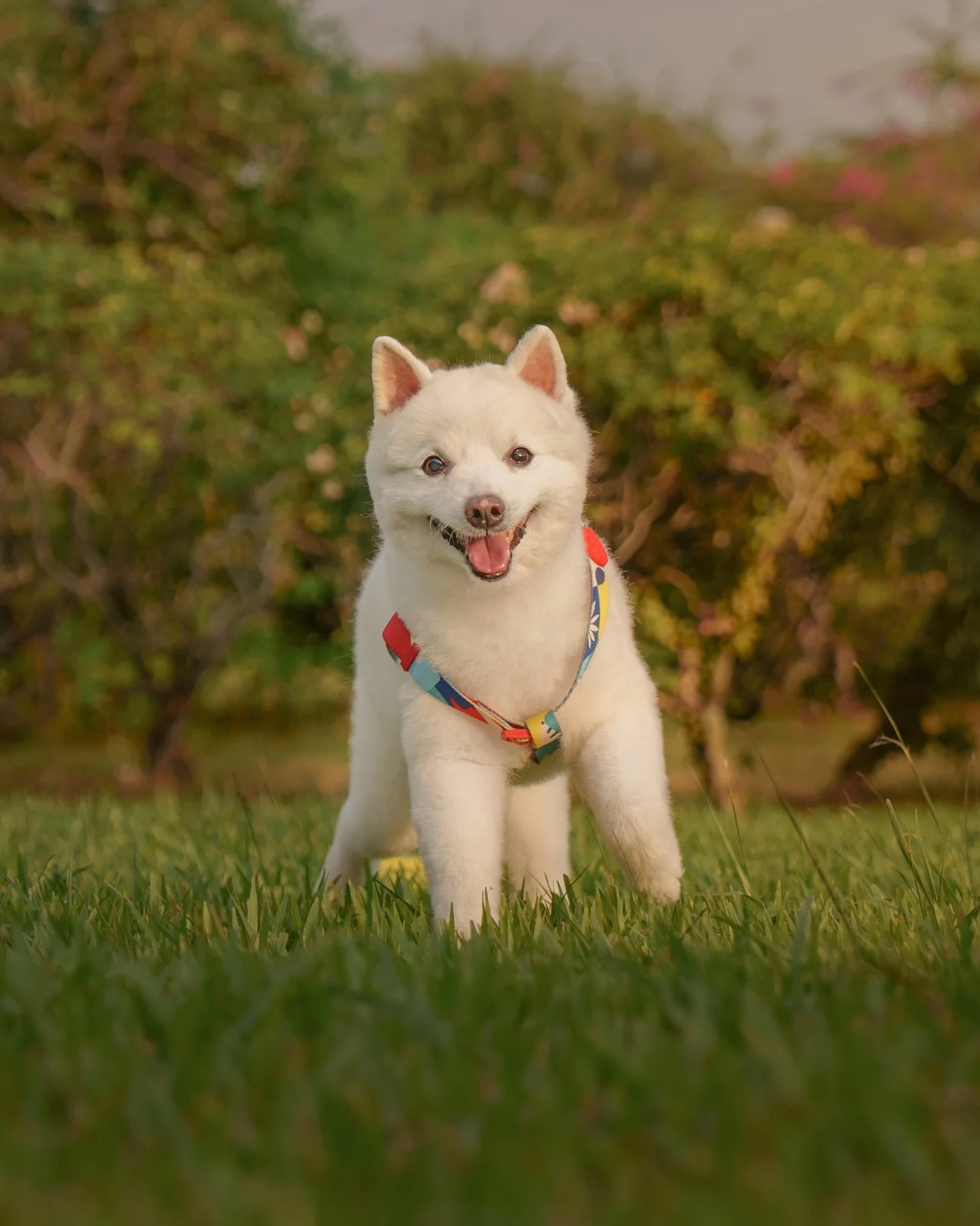 Fluffball Bon Bon with the best golden hour smile, her donut, and her favorite hoomans SK &amp; E! 🍩☀️

#dogphotography #dogsofsingapore #singaporedogs #sonyalphasg #sonysingapore 

📸 Sony A7CII + FE 24-70mm GM II