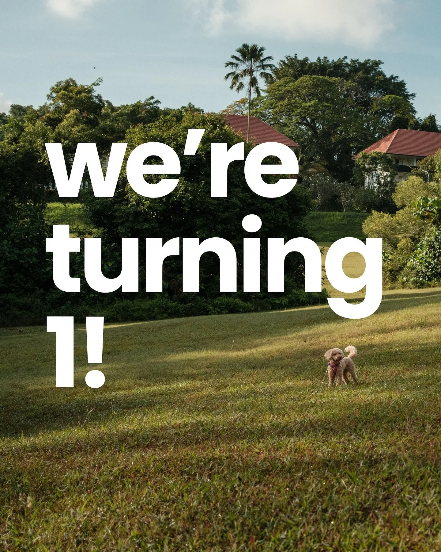 𝘾𝙚𝙡𝙚𝙗𝙧𝙖𝙩𝙞𝙣𝙜 𝙊𝙣𝙚 𝙔𝙚𝙖𝙧 𝙤𝙛 𝙎𝙝𝙪𝙩𝙩𝙚𝙧𝘽𝙖𝙧𝙠 𝙎𝙩𝙪𝙙𝙞𝙤 🎉
This November marks one year since I combined my greatest loves (my dog Poppy, forest trails, photography&hellip;and being a people person!) into something special. Sh