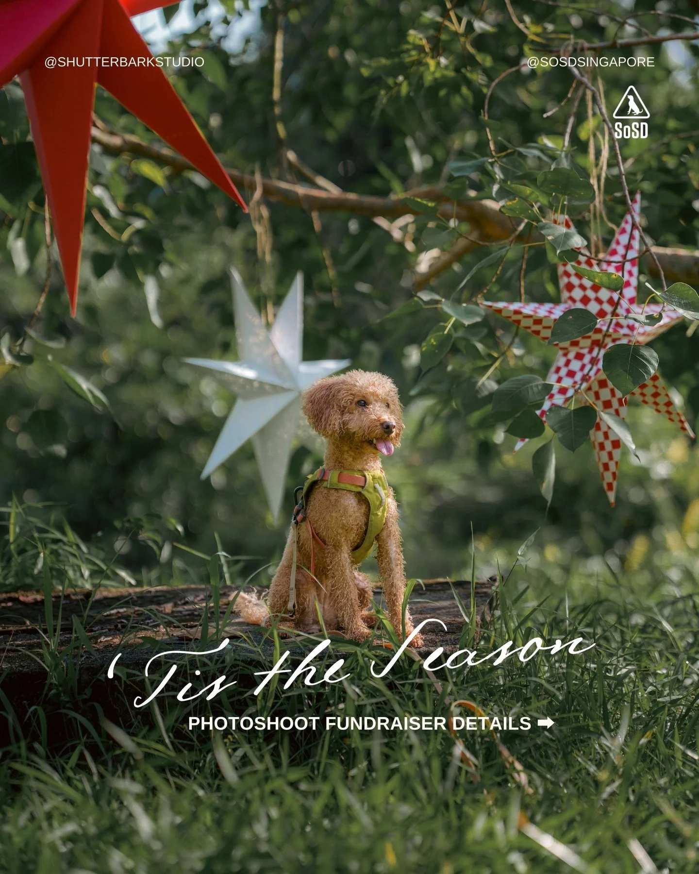 &rsquo;𝙏𝙞𝙨 𝙩𝙝𝙚 𝙎𝙚𝙖𝙨𝙤𝙣: 𝘾𝙝𝙧𝙞𝙨𝙩𝙢𝙖𝙨 𝙥𝙝𝙤𝙩𝙤𝙨𝙝𝙤𝙤𝙩 𝙛𝙪𝙣𝙙𝙧𝙖𝙞𝙨𝙚𝙧 𝙞𝙨 𝙤𝙥𝙚𝙣 𝙛𝙤𝙧 𝙗𝙤𝙤𝙠𝙞𝙣𝙜! (link in bio)

&mdash; What&rsquo;s Included &mdash; 

📸 2 𝙝𝙞𝙜𝙝-𝙧𝙚𝙨 𝙙𝙞𝙜𝙞𝙩𝙖𝙡 𝙞𝙢𝙖𝙜𝙚𝙨: 1 portrait o