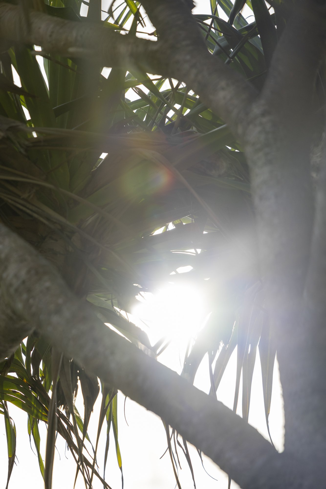 Looking up through the branches and leaves of a tree with sunlight shining through.