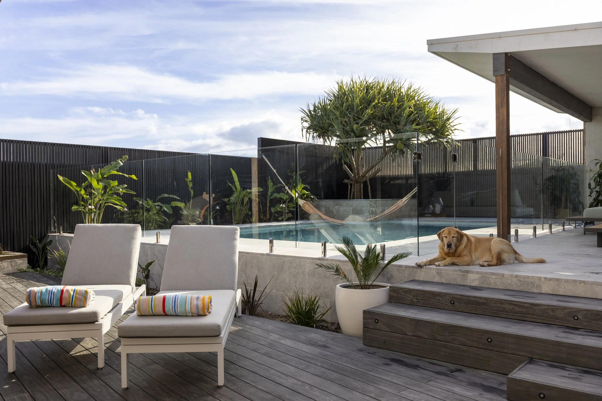 A backyard scene with two white lounge chairs on a wooden deck, each with a rolled-up colorful towel. There's a potted plant, a swimming pool enclosed by a glass fence, a large tree with a hammock tied to its branches, and a yellow dog lying on the d