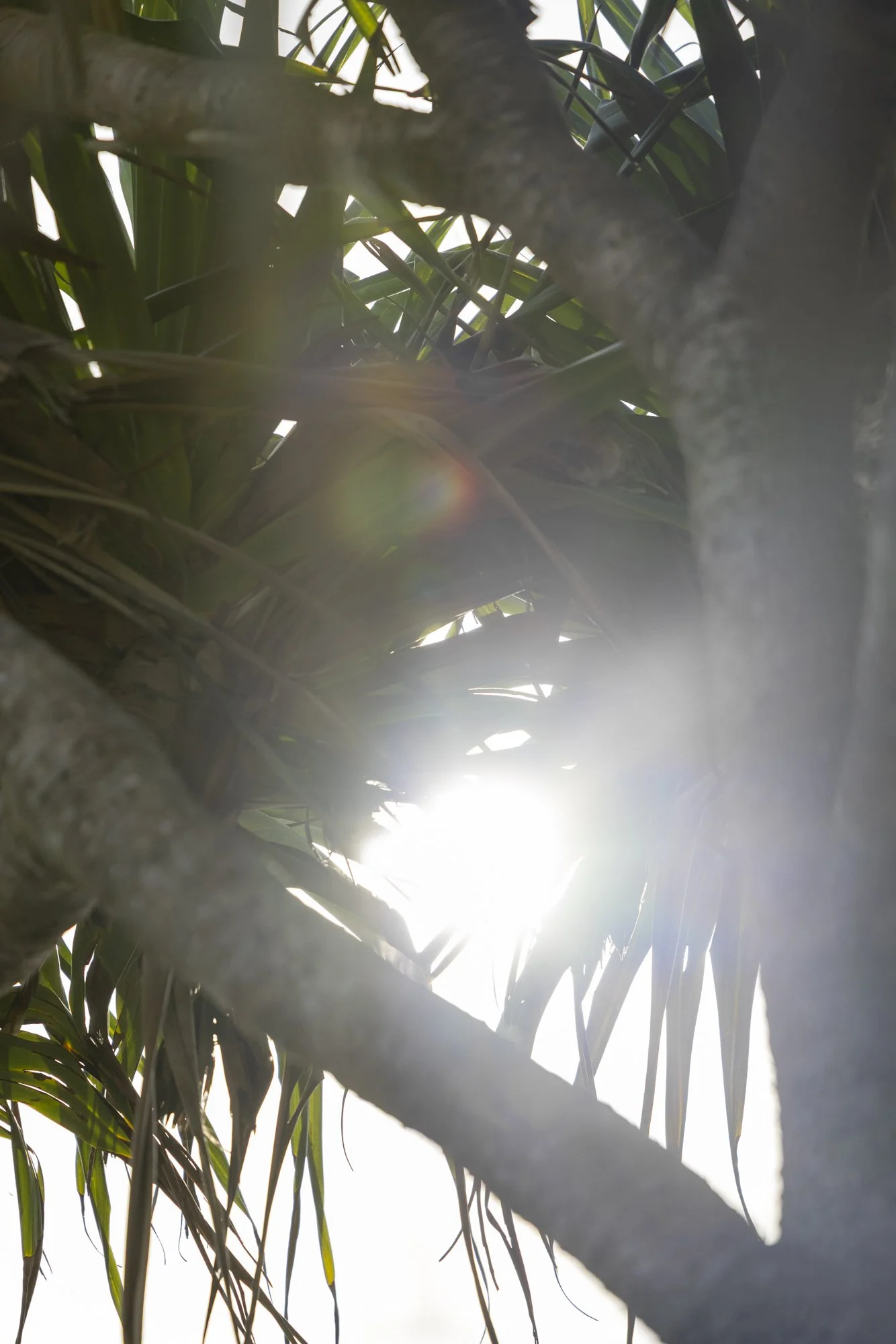 Sunlight filtering through the leaves and branches of a tree.