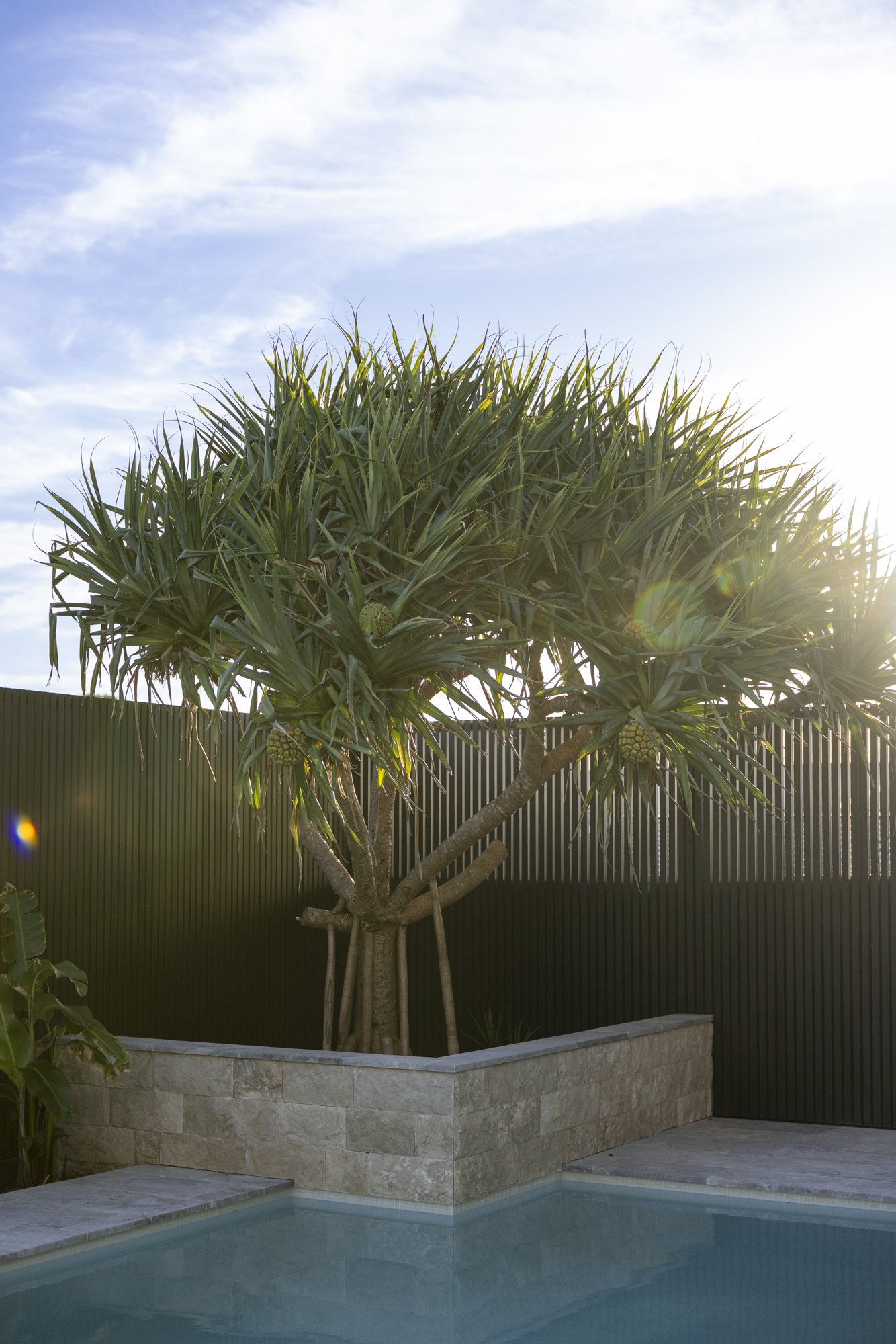 A tropical tree with long green leaves and pineapple fruits growing on it, next to a swimming pool and a stone wall, with sunlight and blue sky in the background.