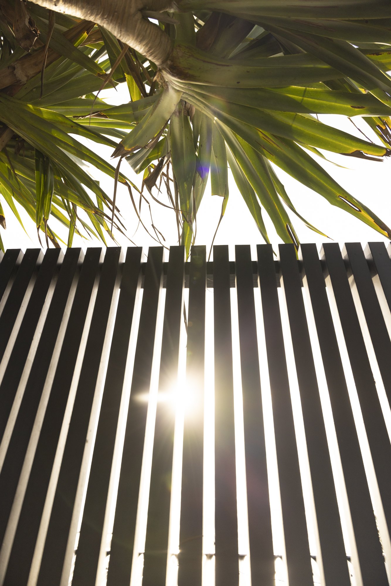 Sunlight shining through a slatted fence with large green leaves of a plant above