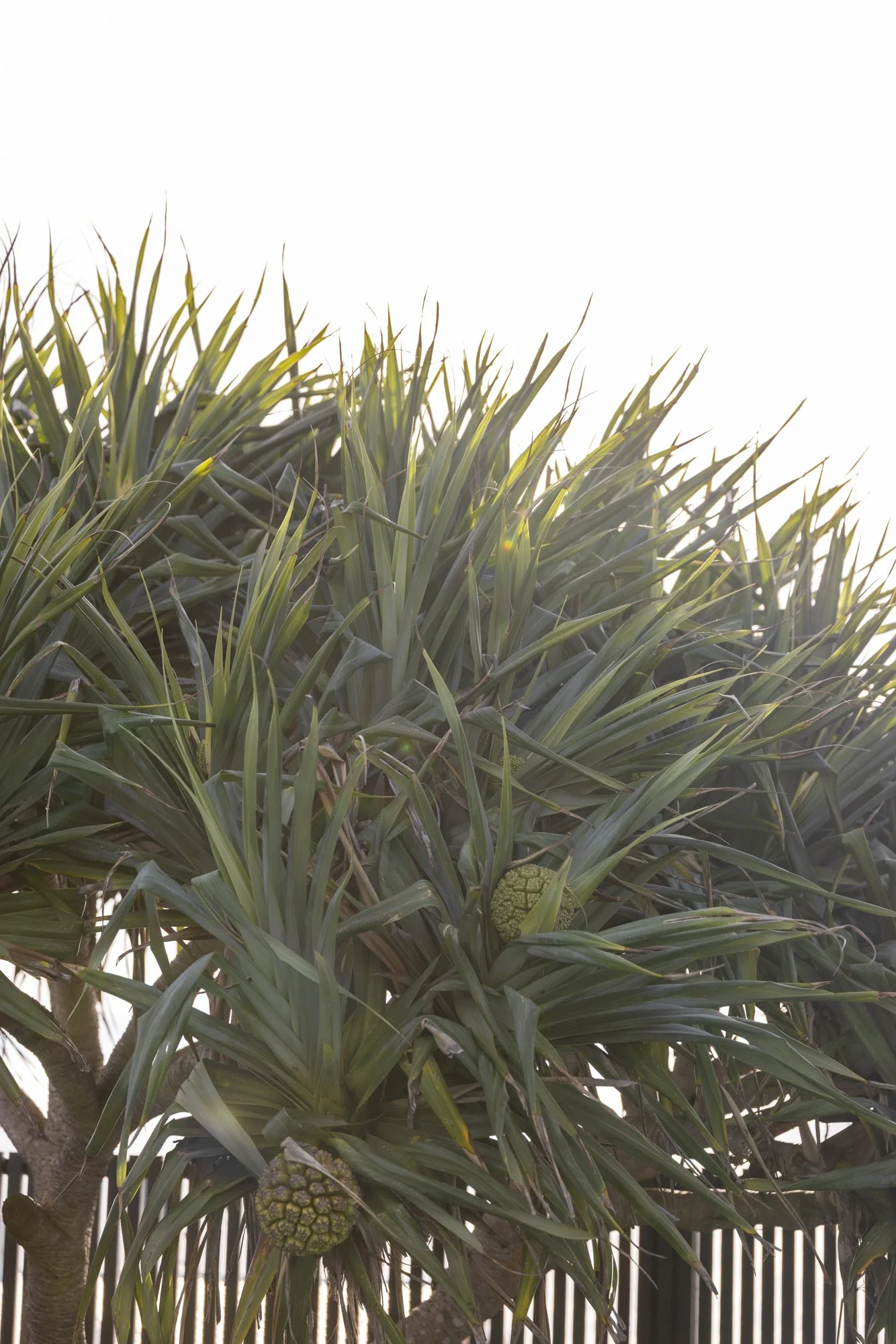 Close-up of a pandanus tree with spiky green leaves and two green fruit heads against a bright sky.