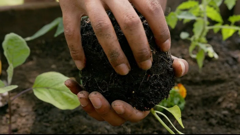 Close-up of a person planting a seedling into the soil in a garden.