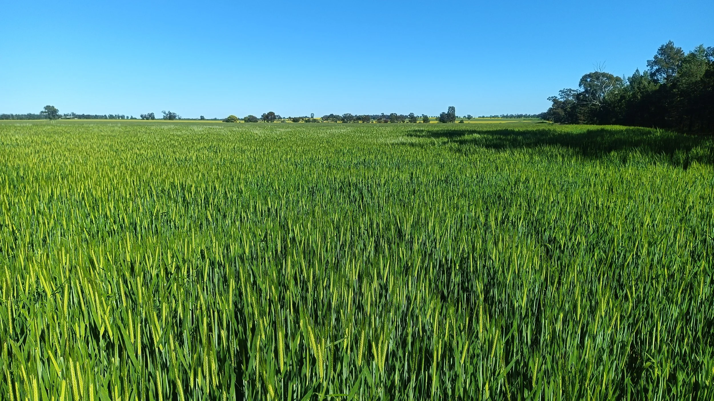 A green maturing cereal crop in Ganmain NSW