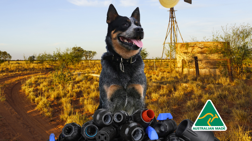Blue Heeler in a Aussie farm setting.