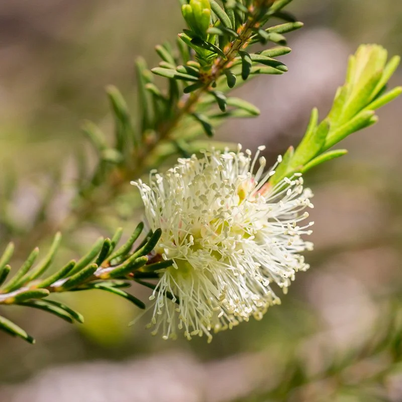 tea tree.jpg