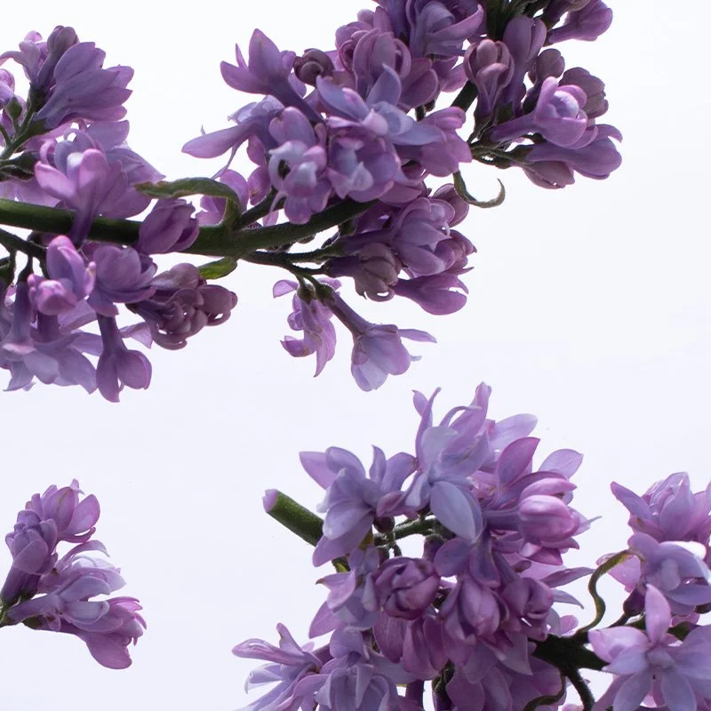 lavandula.jpg