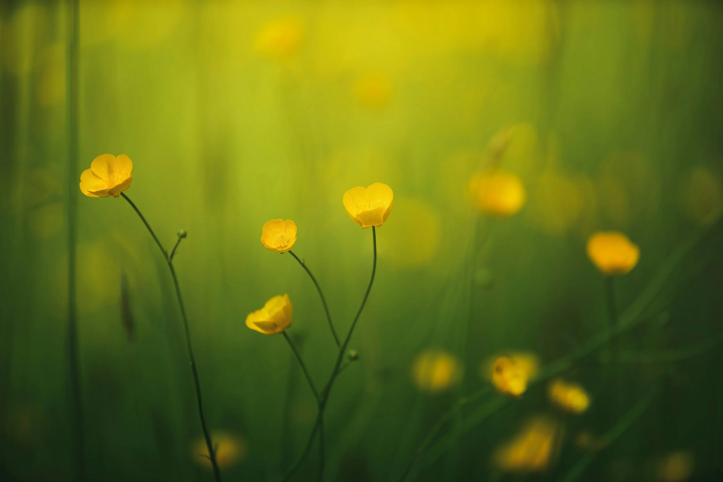 Attachment vs. Codependency: Understanding the Difference