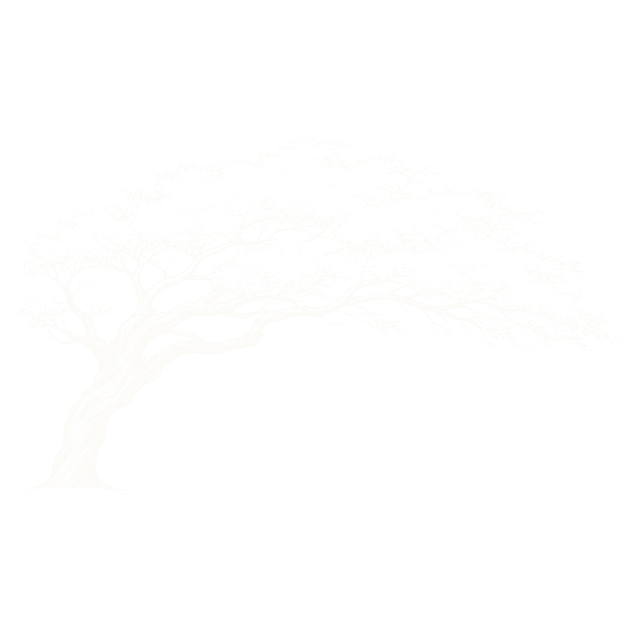 Windswept Divi-divi tree adapting to the wind, symbolizing awareness, intention and resilience.