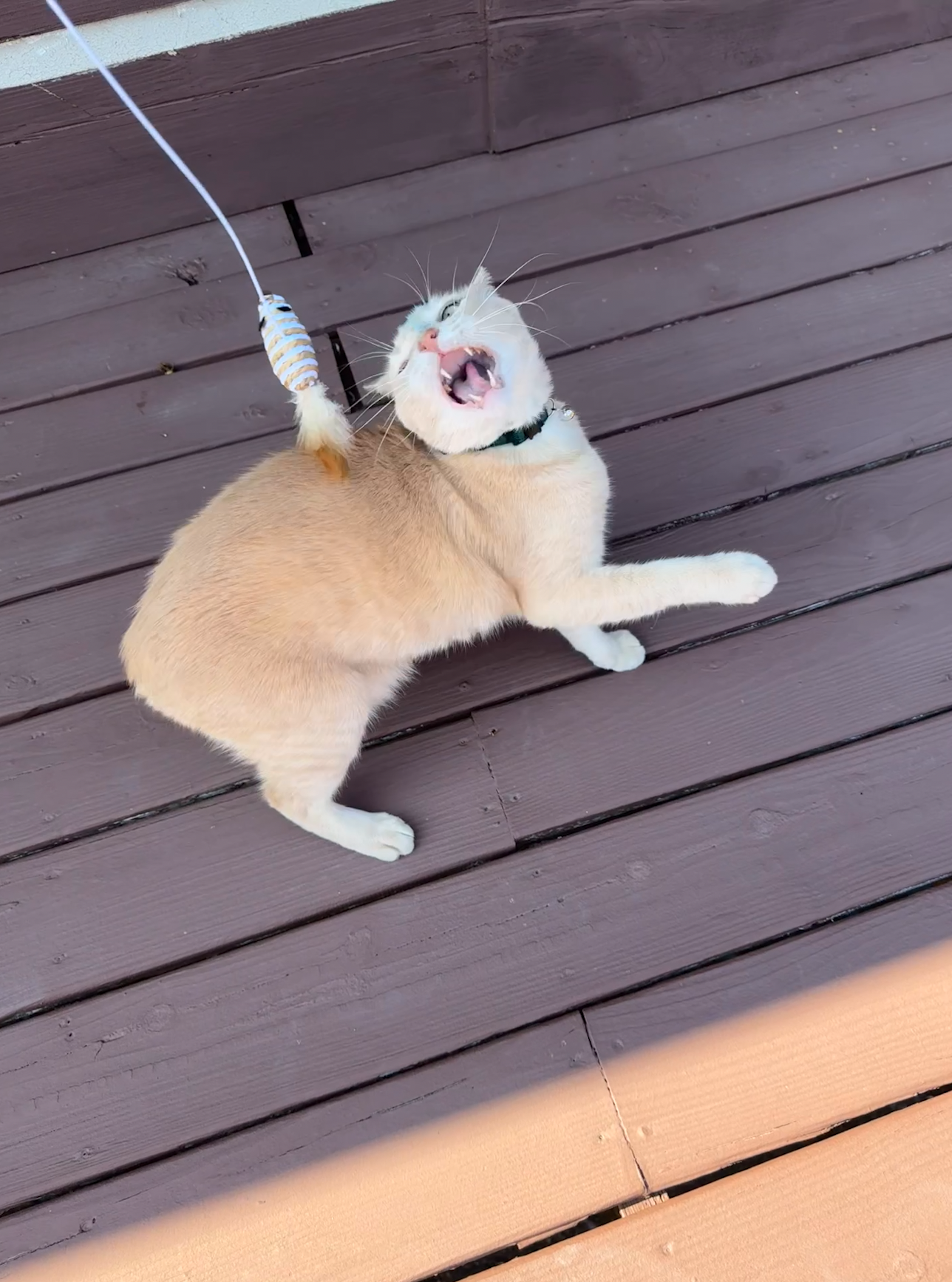 Sammy showing his vicious side playing with his new toy