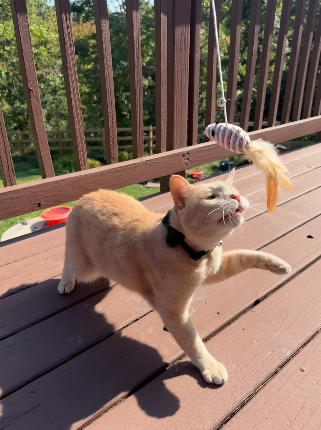 Sammy closing in on the kill