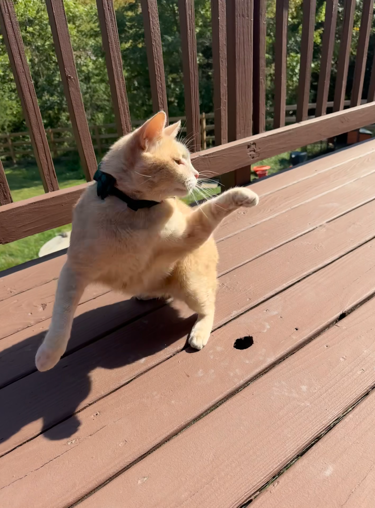 Sammy showing us his moves in style