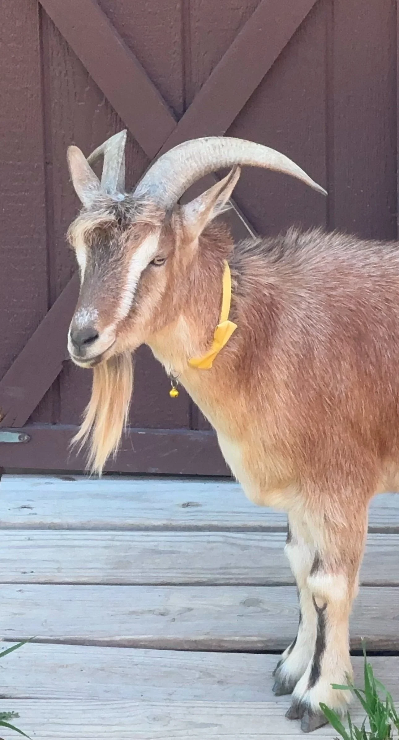 Monty showing off his own runway skills
